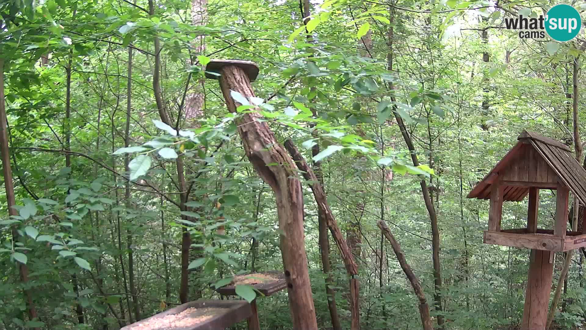 Krmilnice za ptiče v ZOO Ljubljana spletna kamera