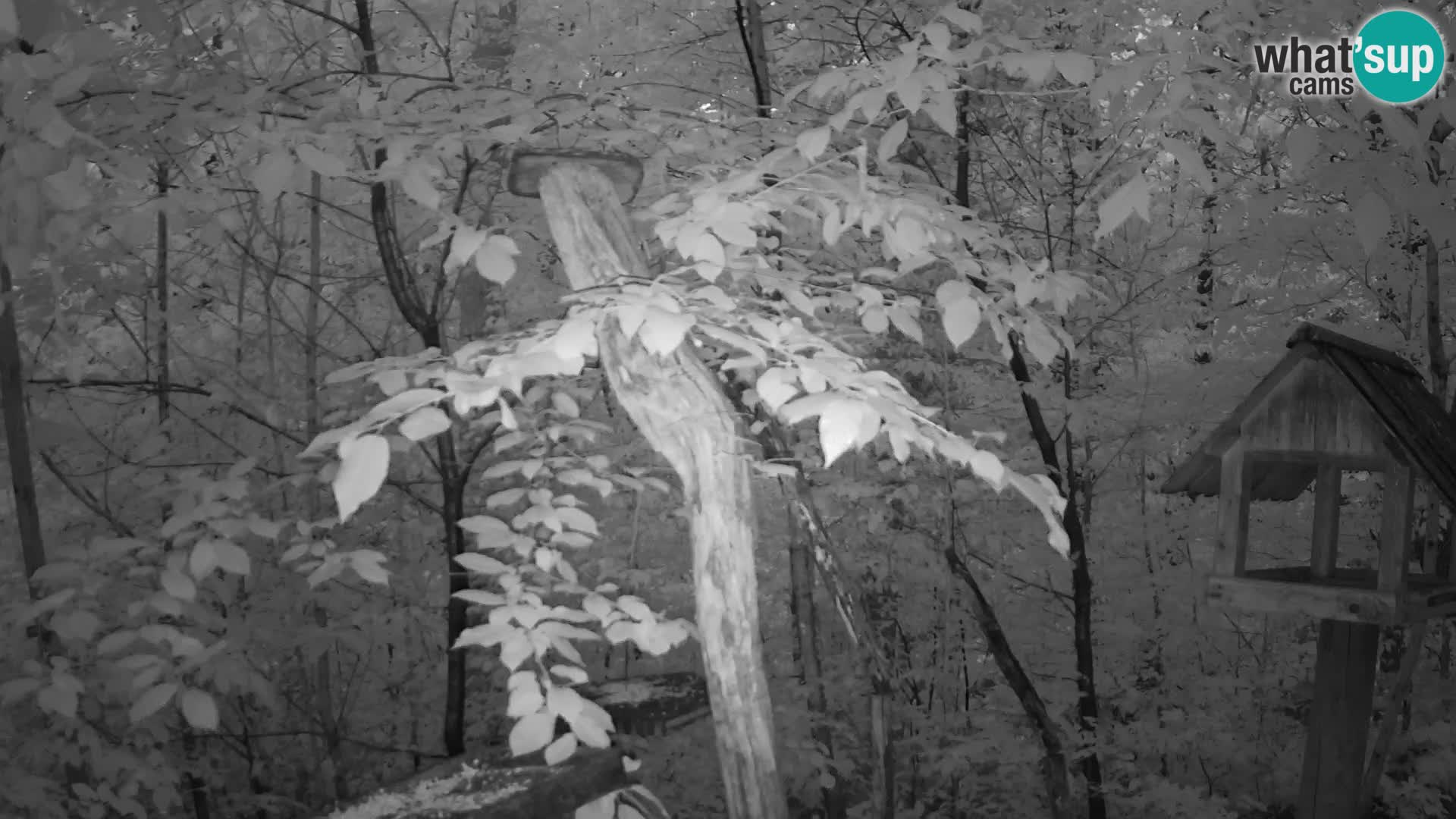 Mangeoires pour oiseaux au ZOO live webcam Ljubljana