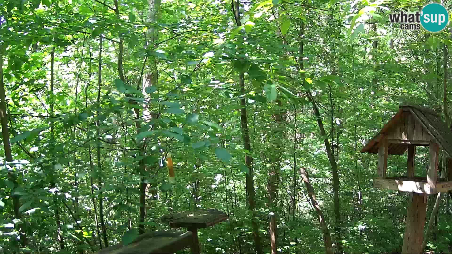 Bird feeders at ZOO Ljubljana webcam