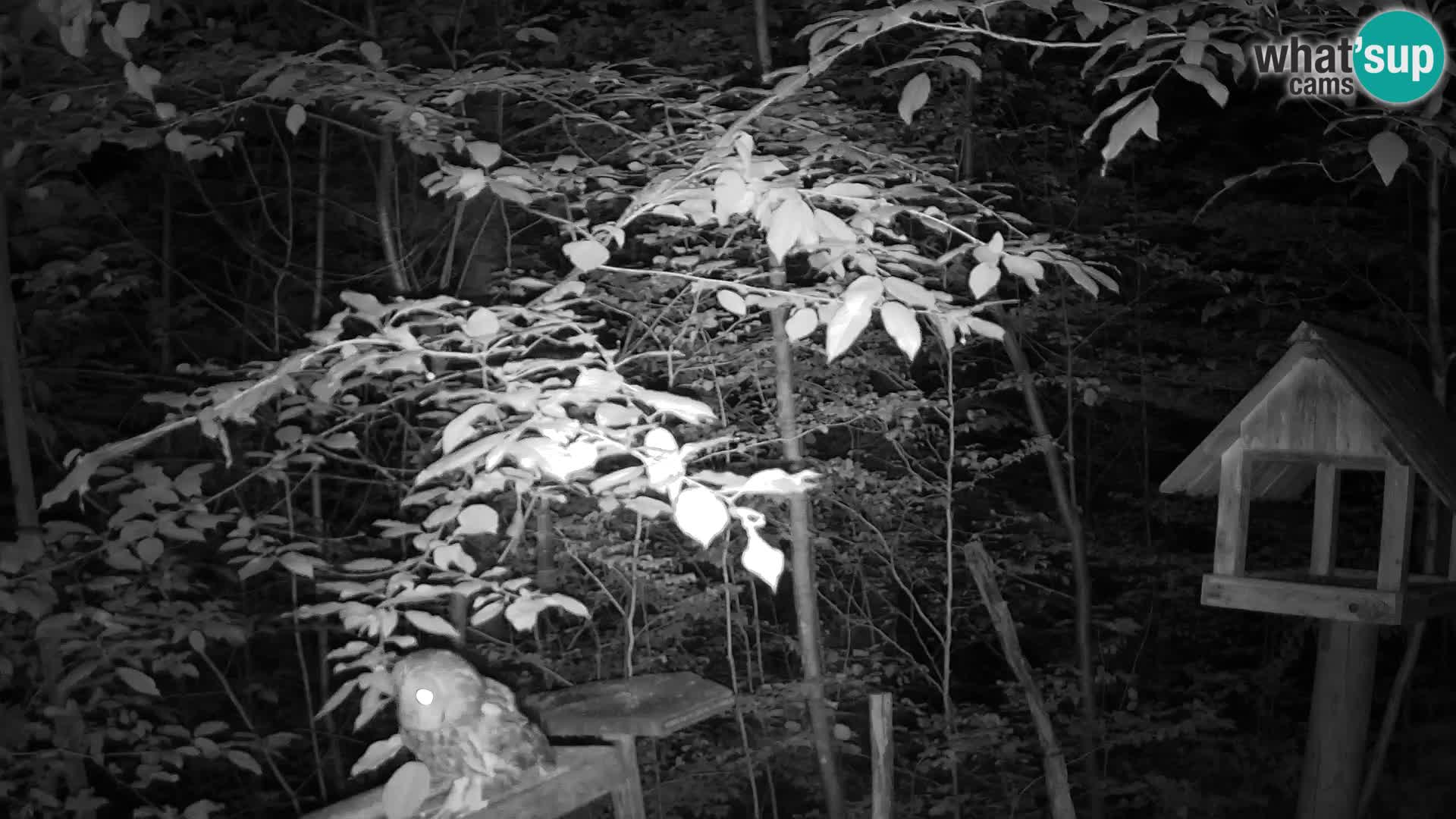 Bird feeders at ZOO Ljubljana webcam