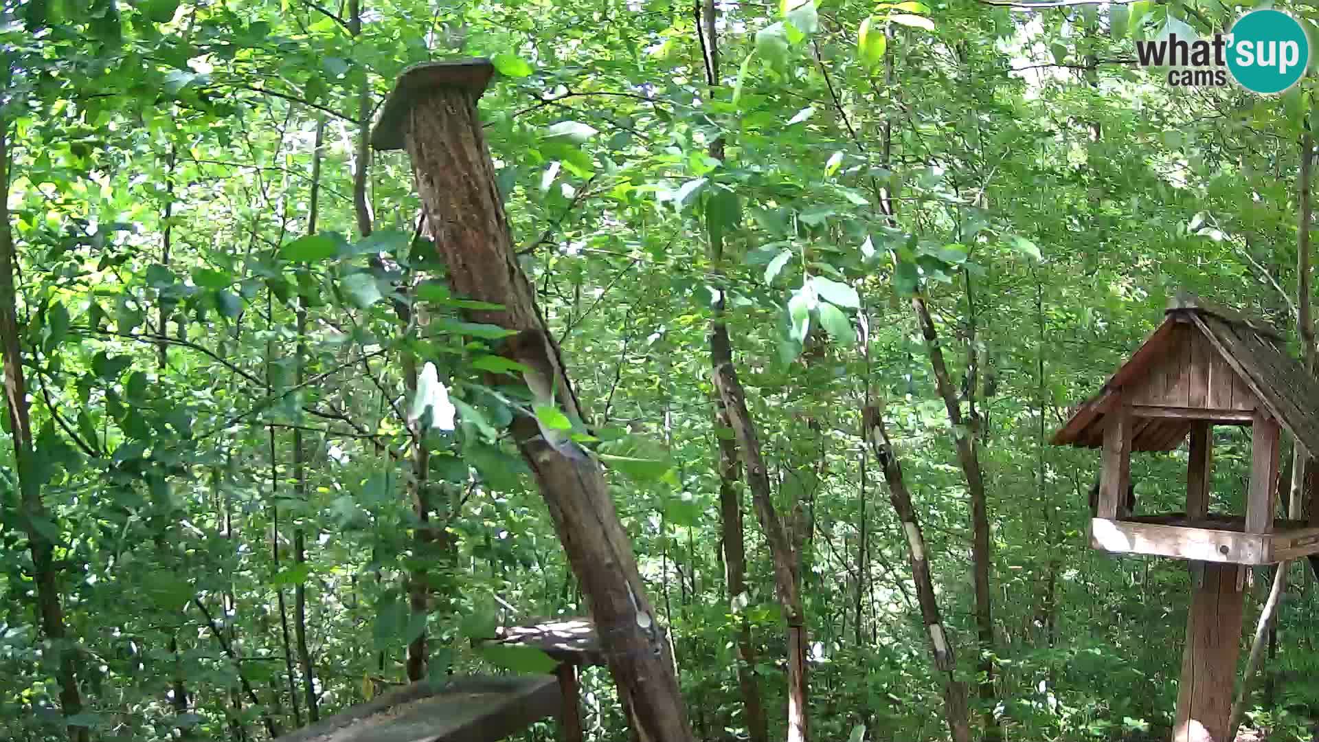 Bird feeders at ZOO Ljubljana webcam