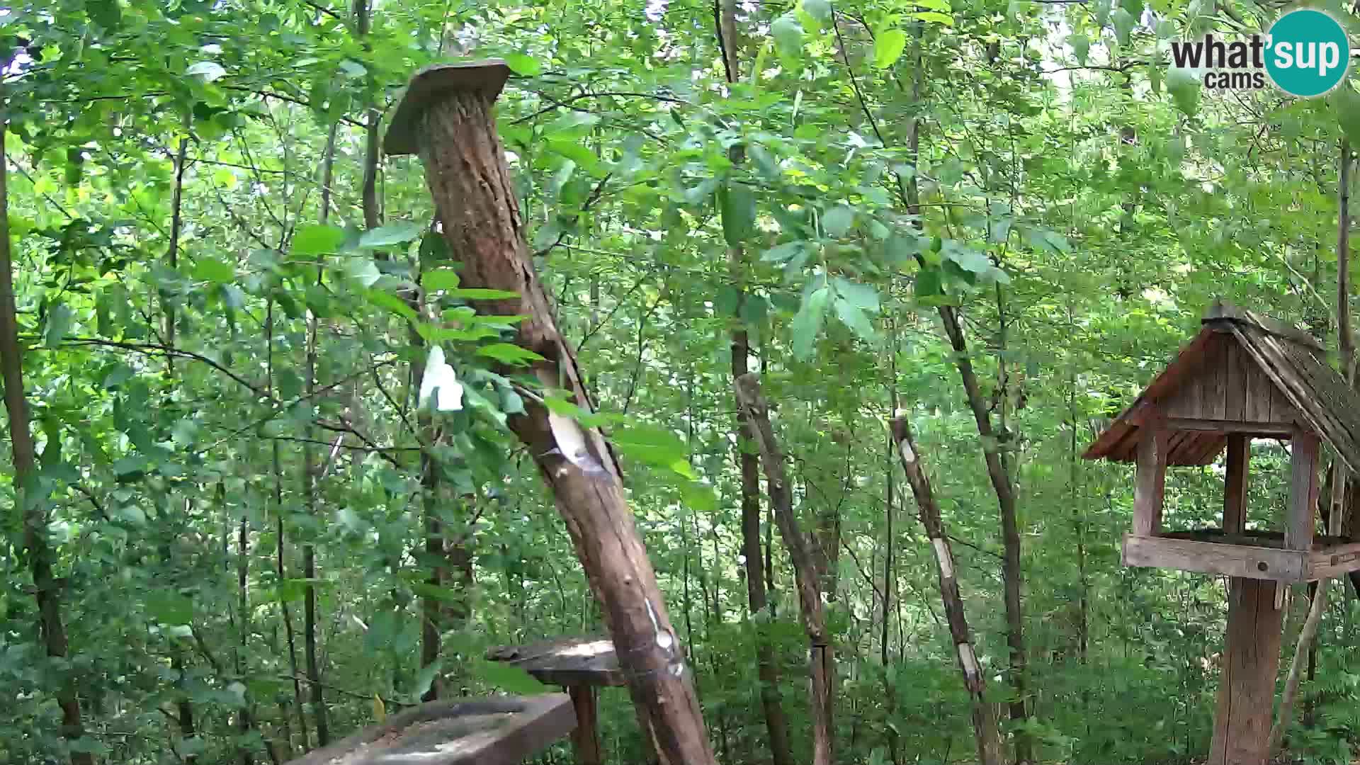 Comederos para pájaros en ZOO Ljubljana camera en vivo