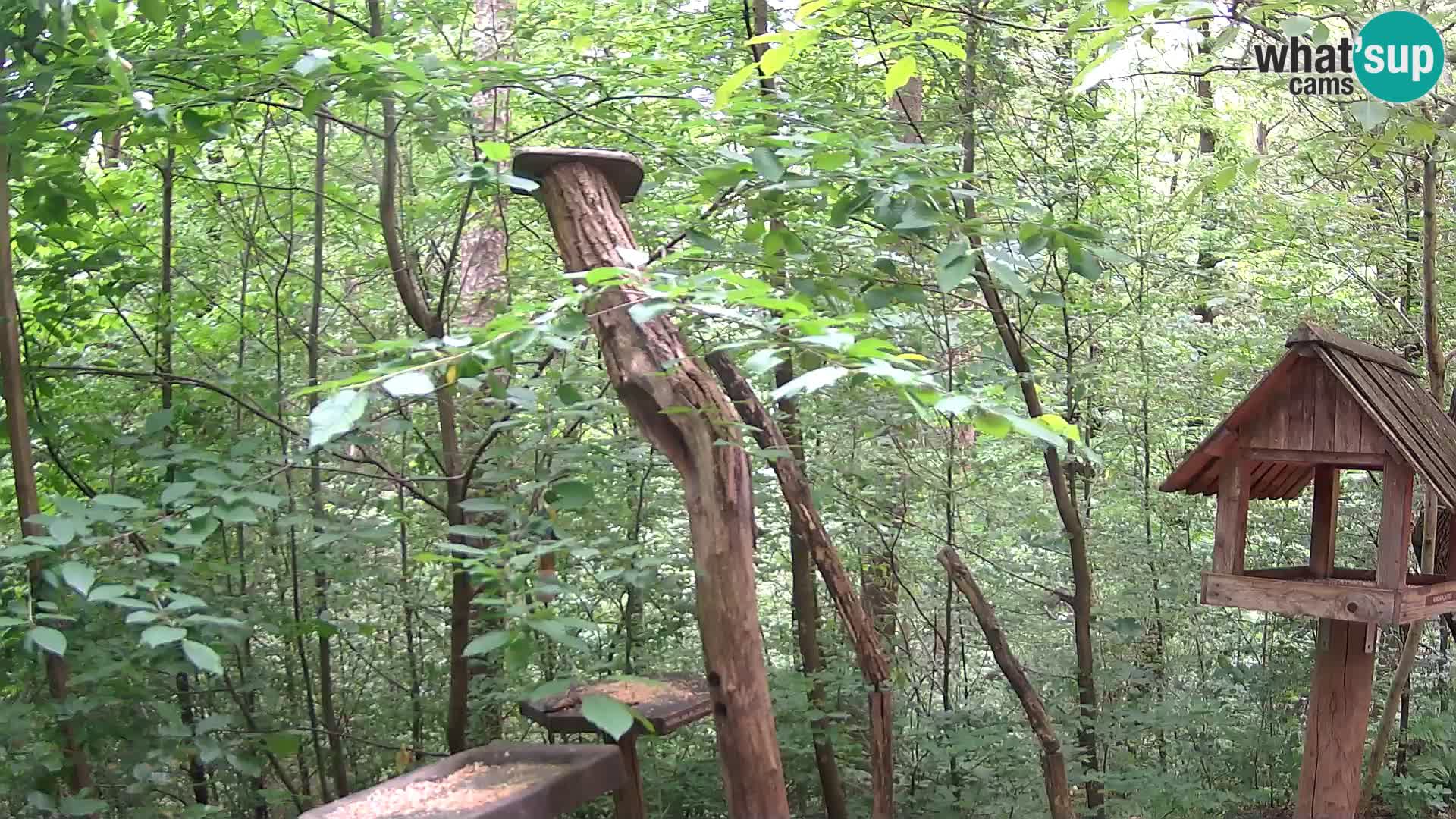 Hranilice za ptice u ZOO web kamera Ljubljana