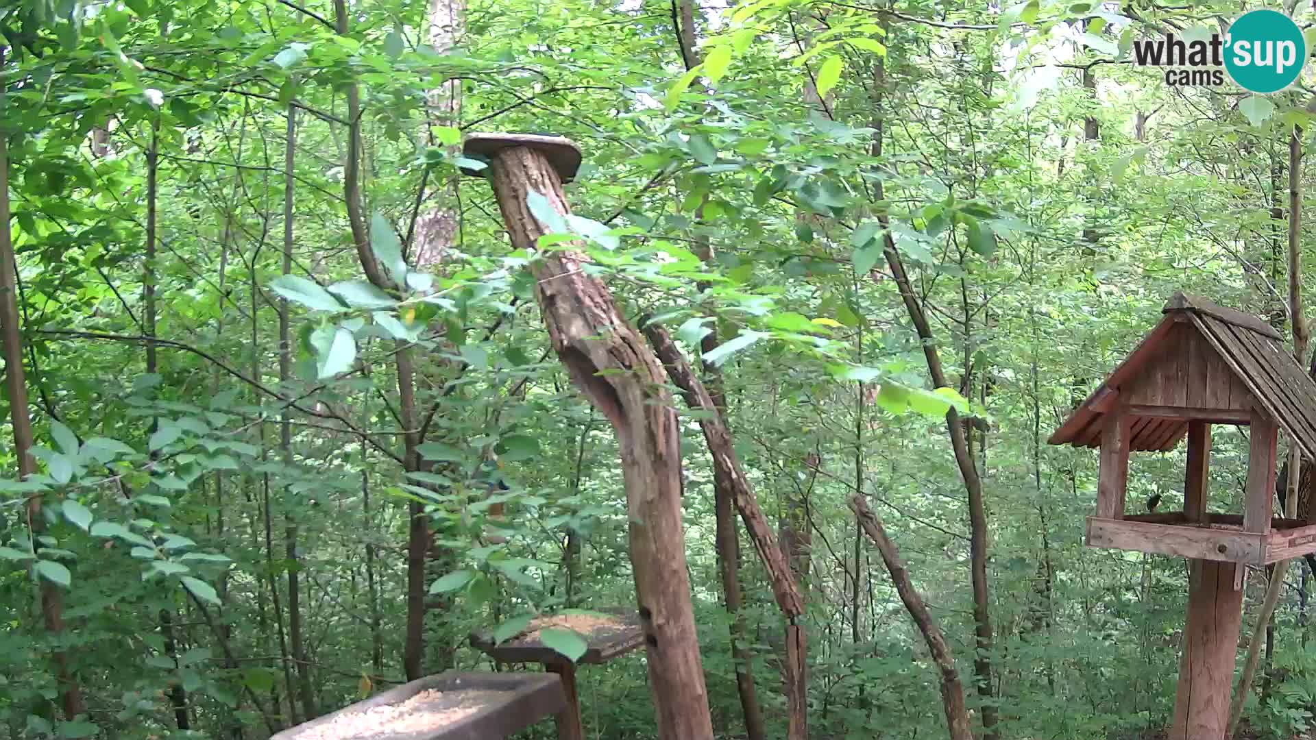 Mangeoires pour oiseaux au ZOO live webcam Ljubljana