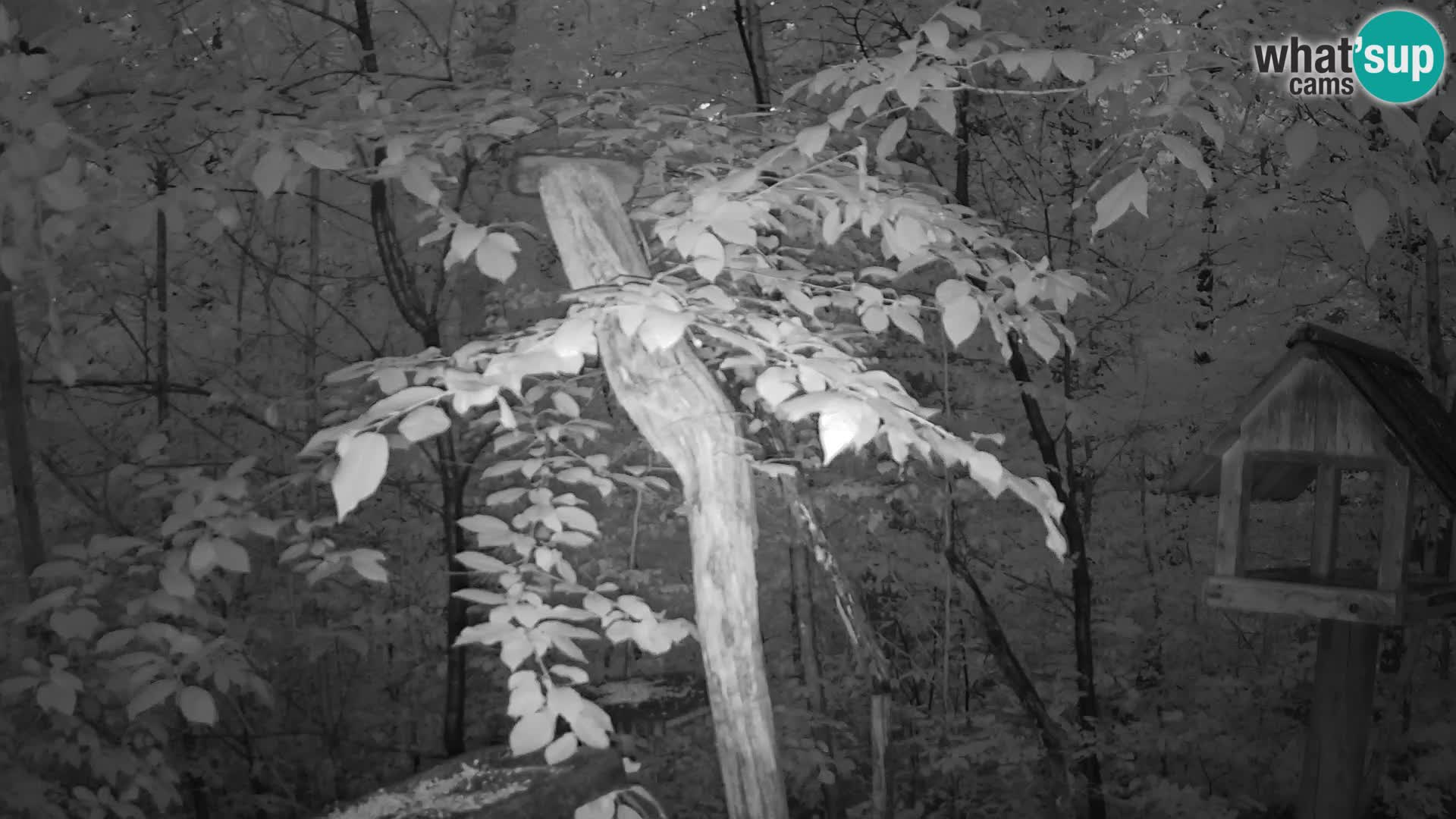 Mangeoires pour oiseaux au ZOO live webcam Ljubljana