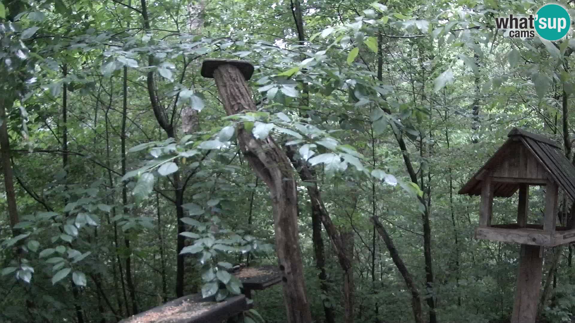 Mangiatoie per uccelli allo ZOO di Lubiana livecam