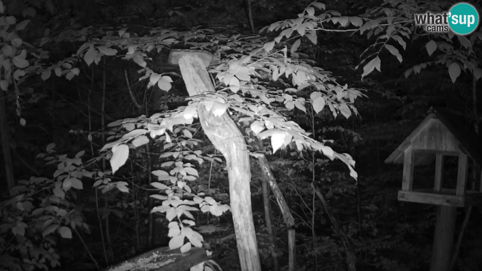 Bird feeders at ZOO Ljubljana webcam