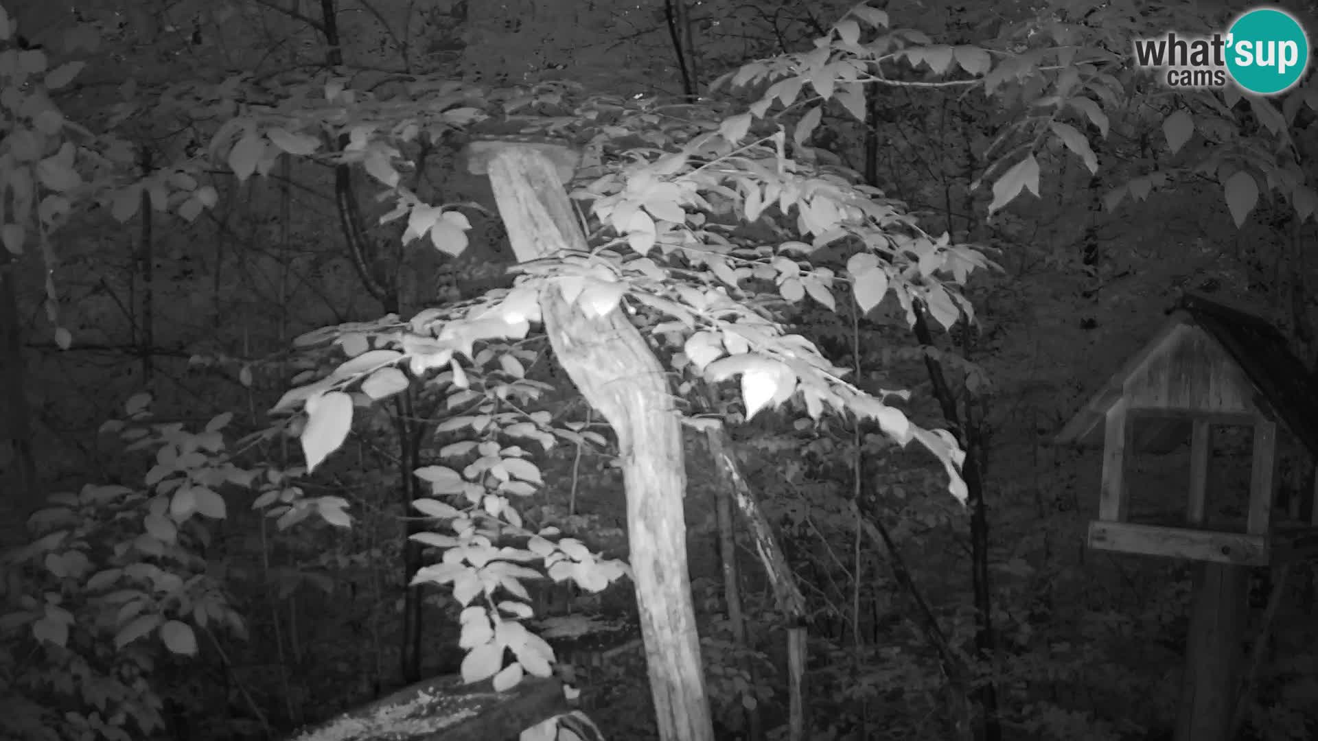 Bird feeders at ZOO Ljubljana webcam