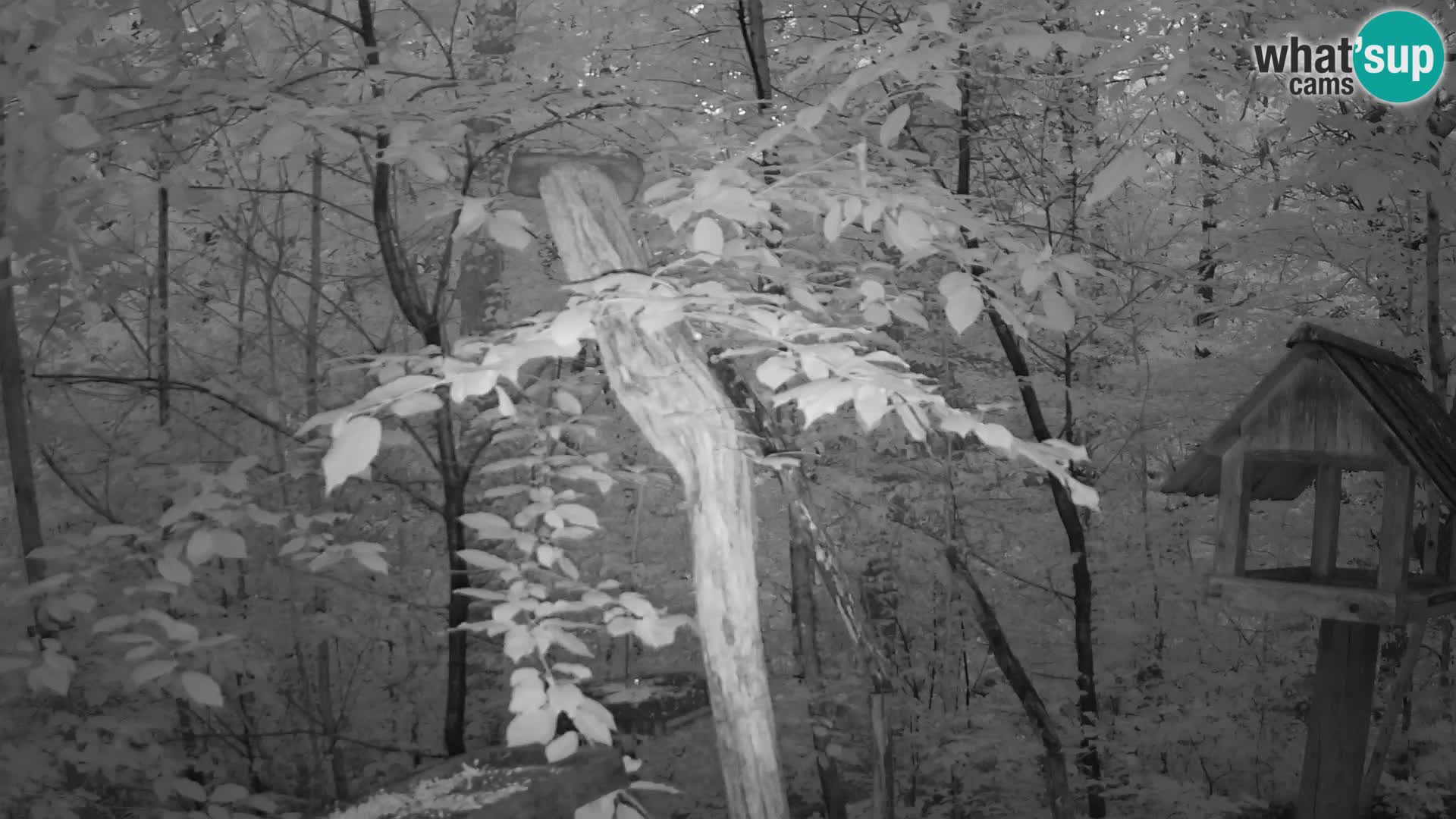 Bird feeders at ZOO Ljubljana webcam