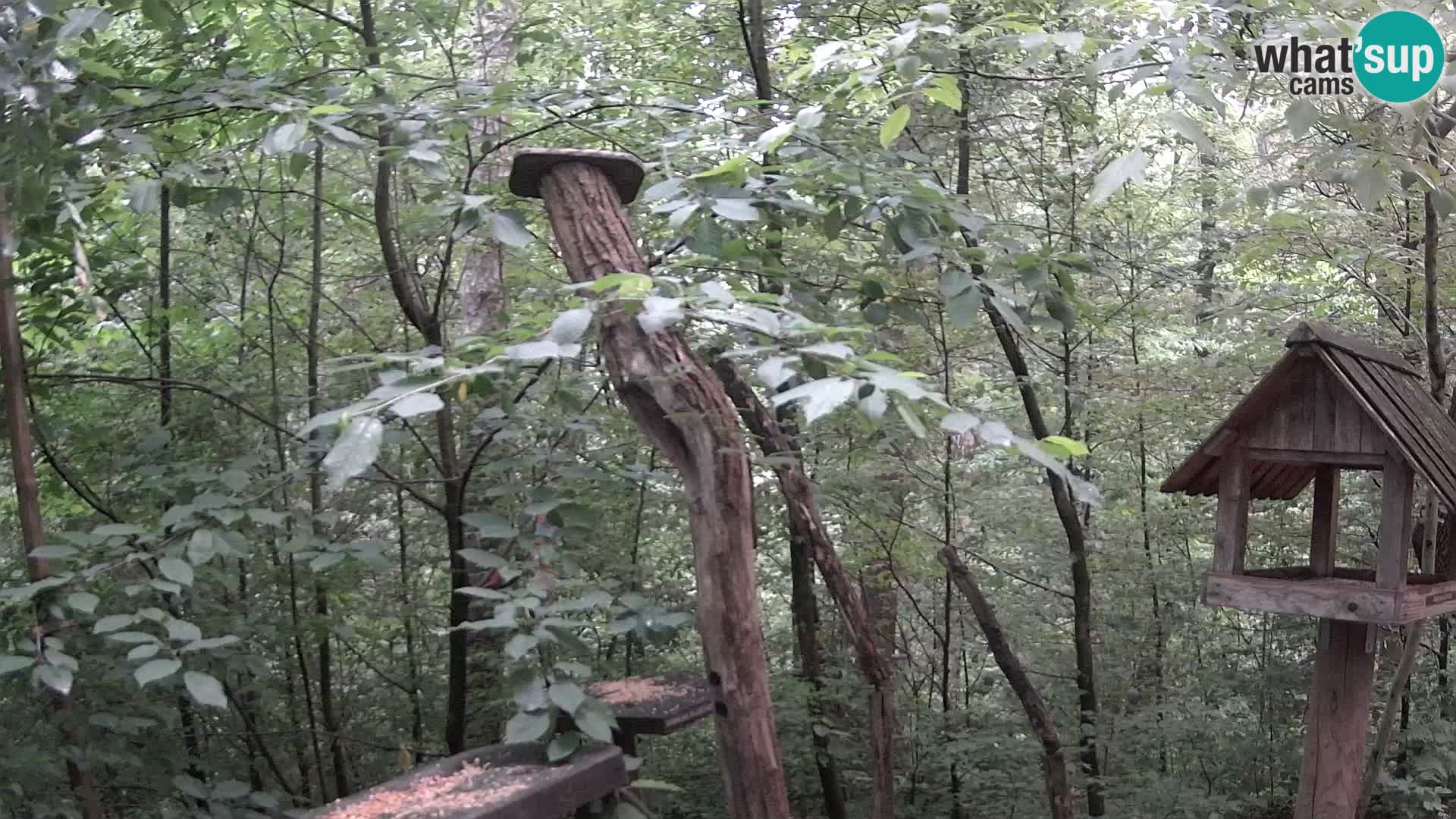 Bird feeders at ZOO Ljubljana webcam