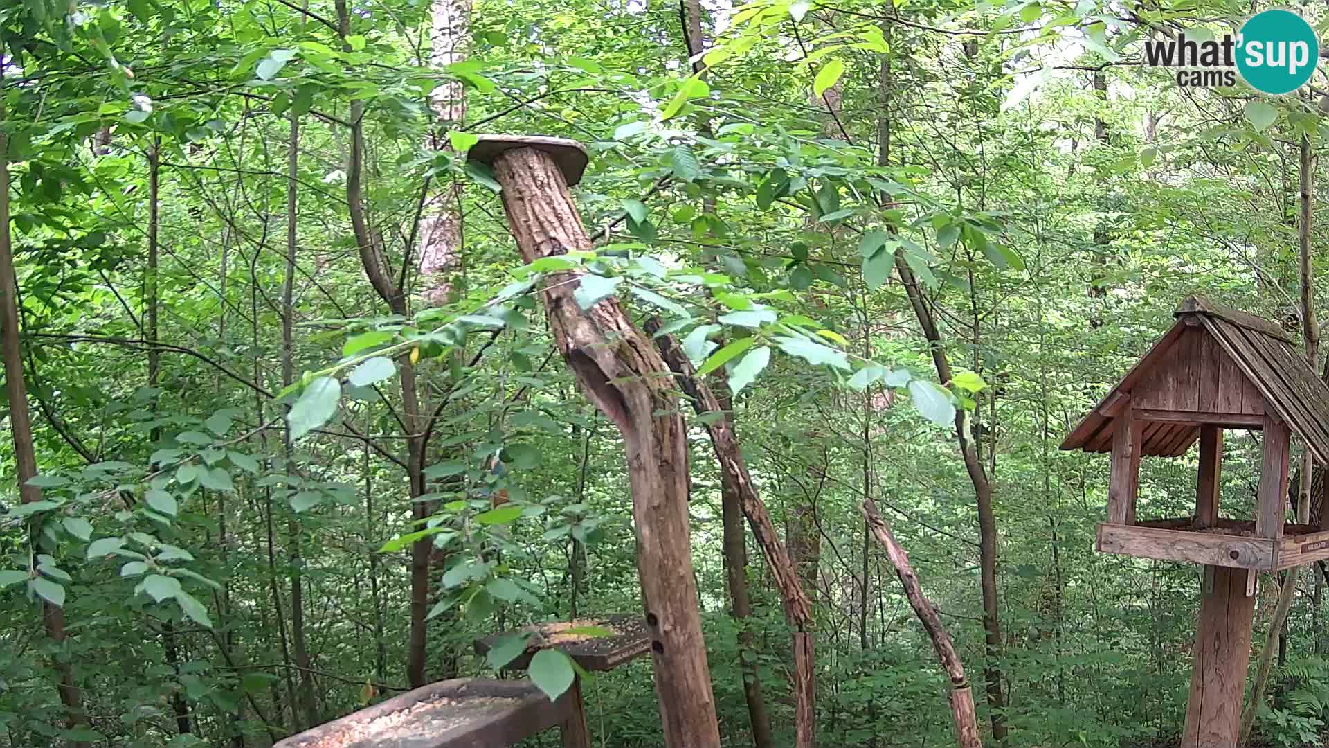 Mangeoires pour oiseaux au ZOO live webcam Ljubljana