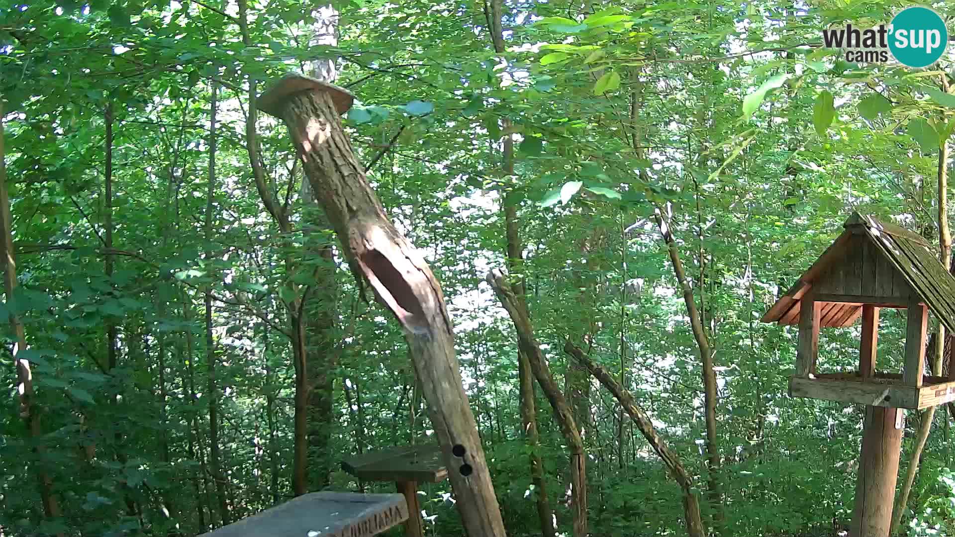 Vogelfutterhäuschen im ZOO webcam Ljubljana