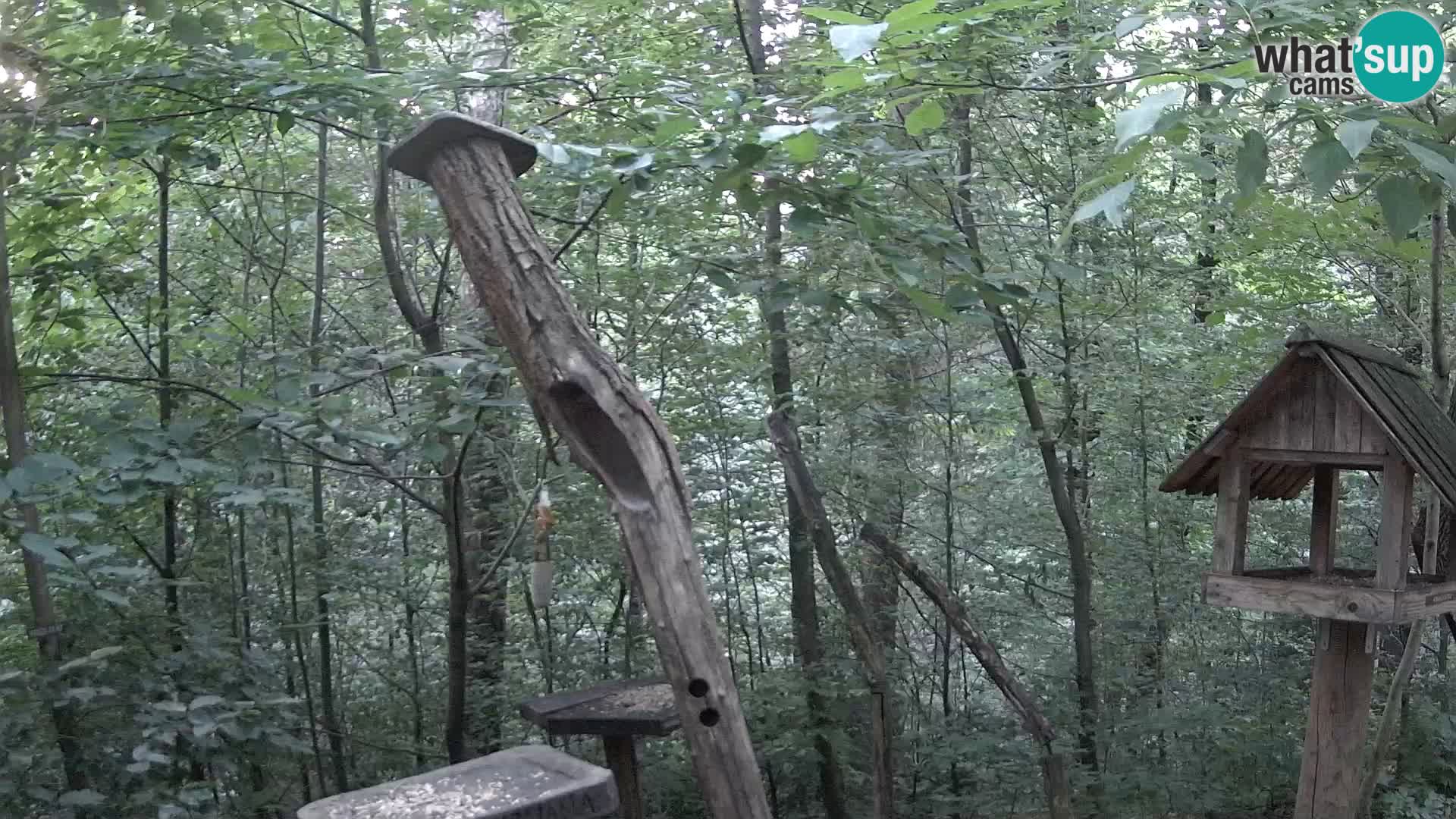 Krmilnice za ptiče v ZOO Ljubljana spletna kamera