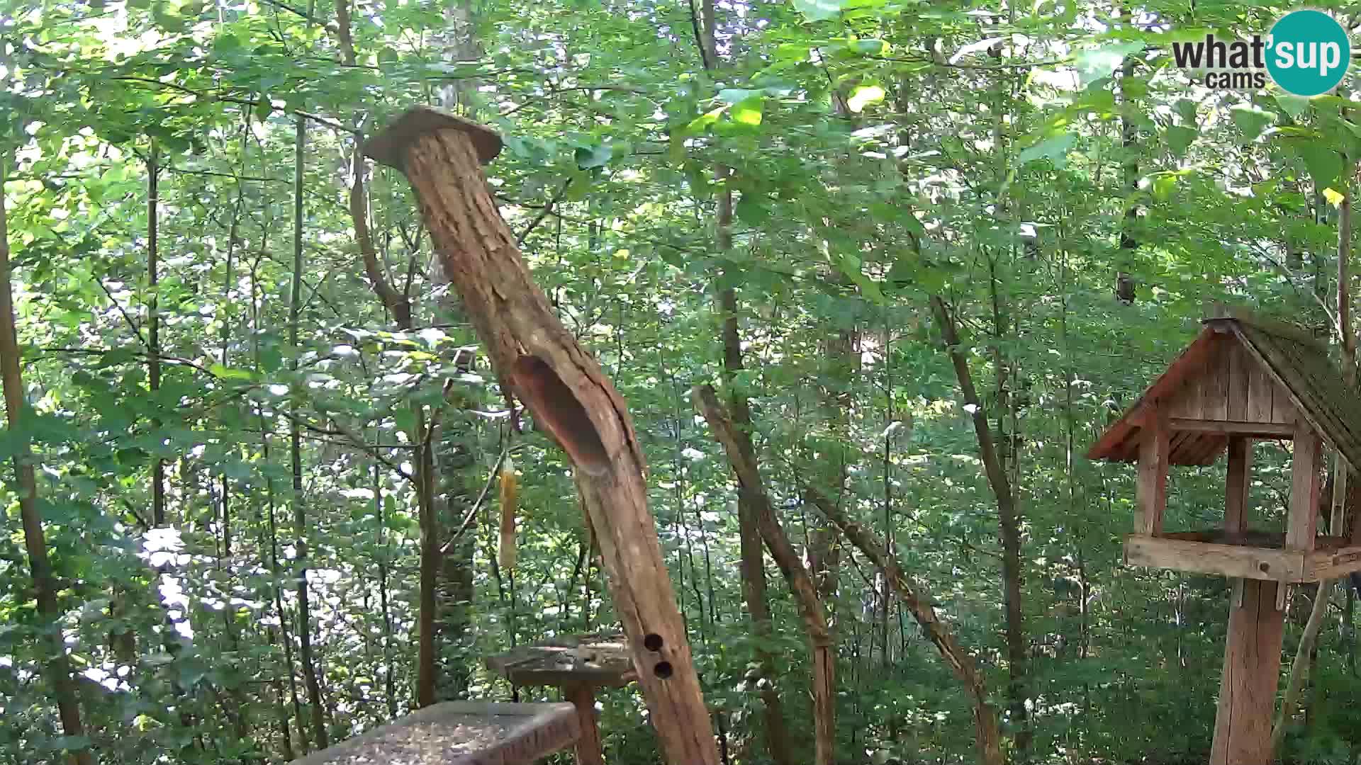 Mangeoires pour oiseaux au ZOO live webcam Ljubljana