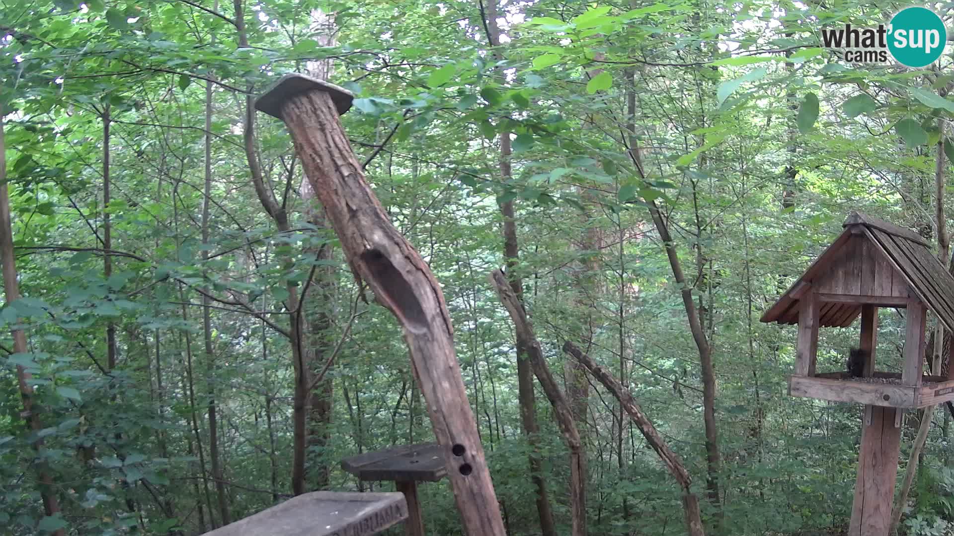 Bird feeders at ZOO Ljubljana webcam