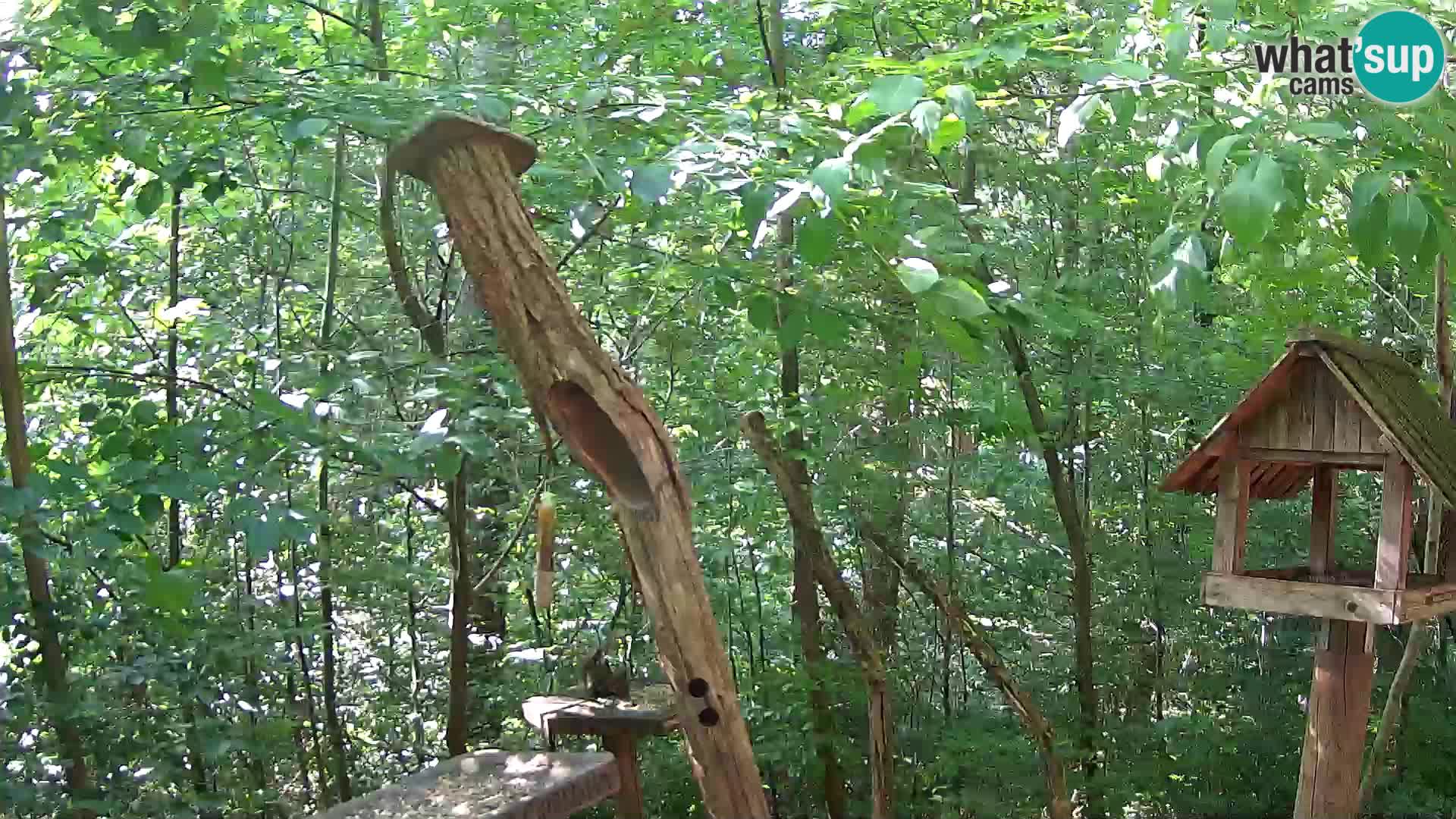 Bird feeders at ZOO Ljubljana webcam