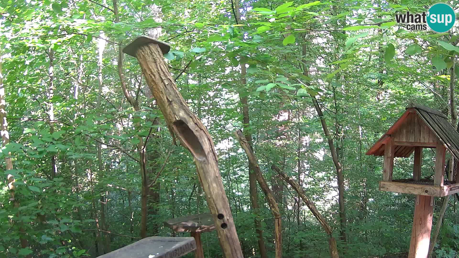 Vogelfutterhäuschen im ZOO webcam Ljubljana