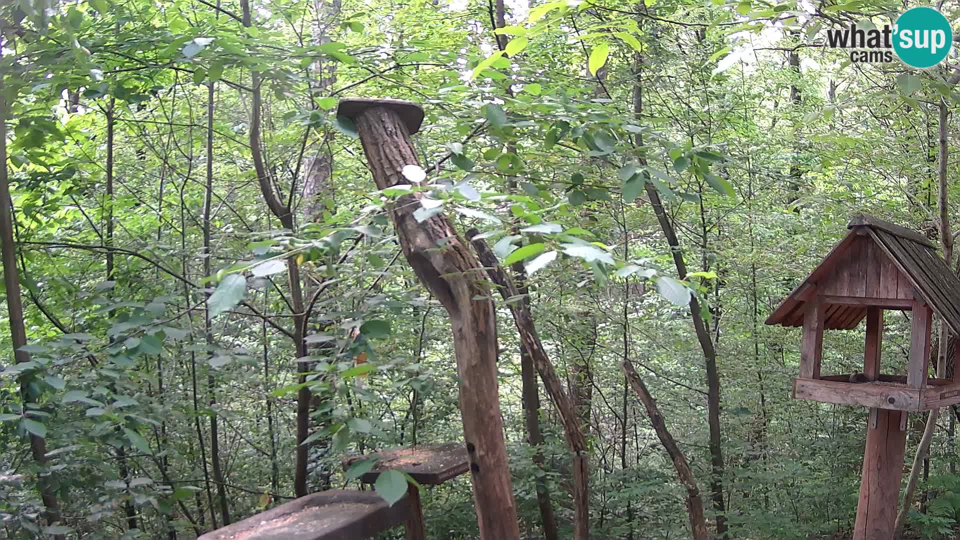 Mangeoires pour oiseaux au ZOO live webcam Ljubljana