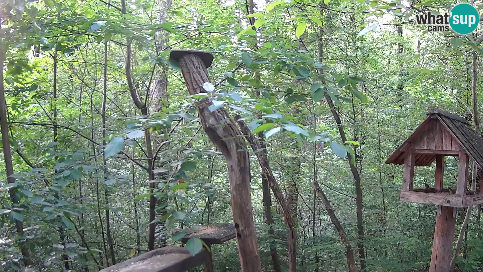 Bird feeders at ZOO Ljubljana webcam