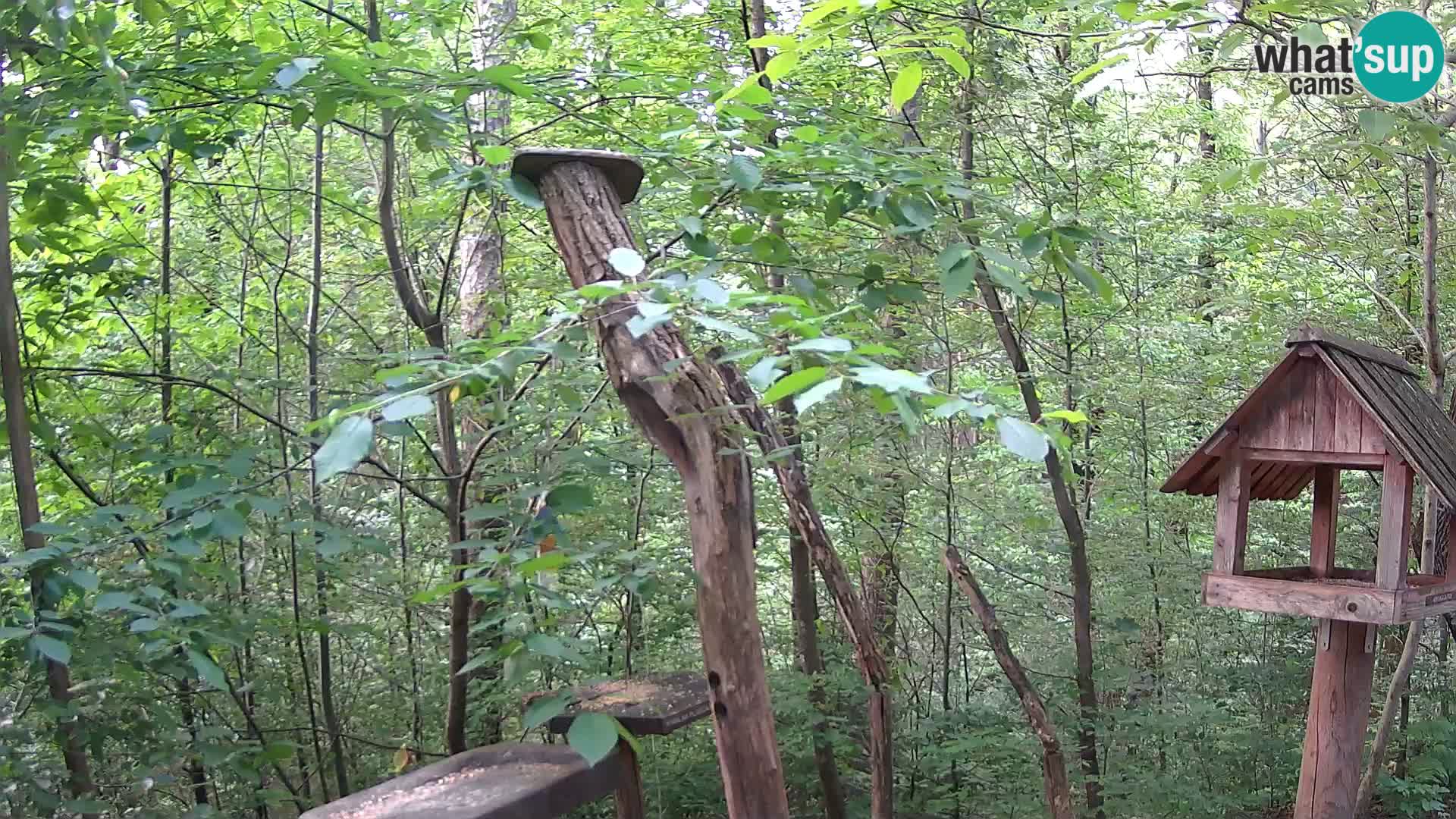 Bird feeders at ZOO Ljubljana webcam