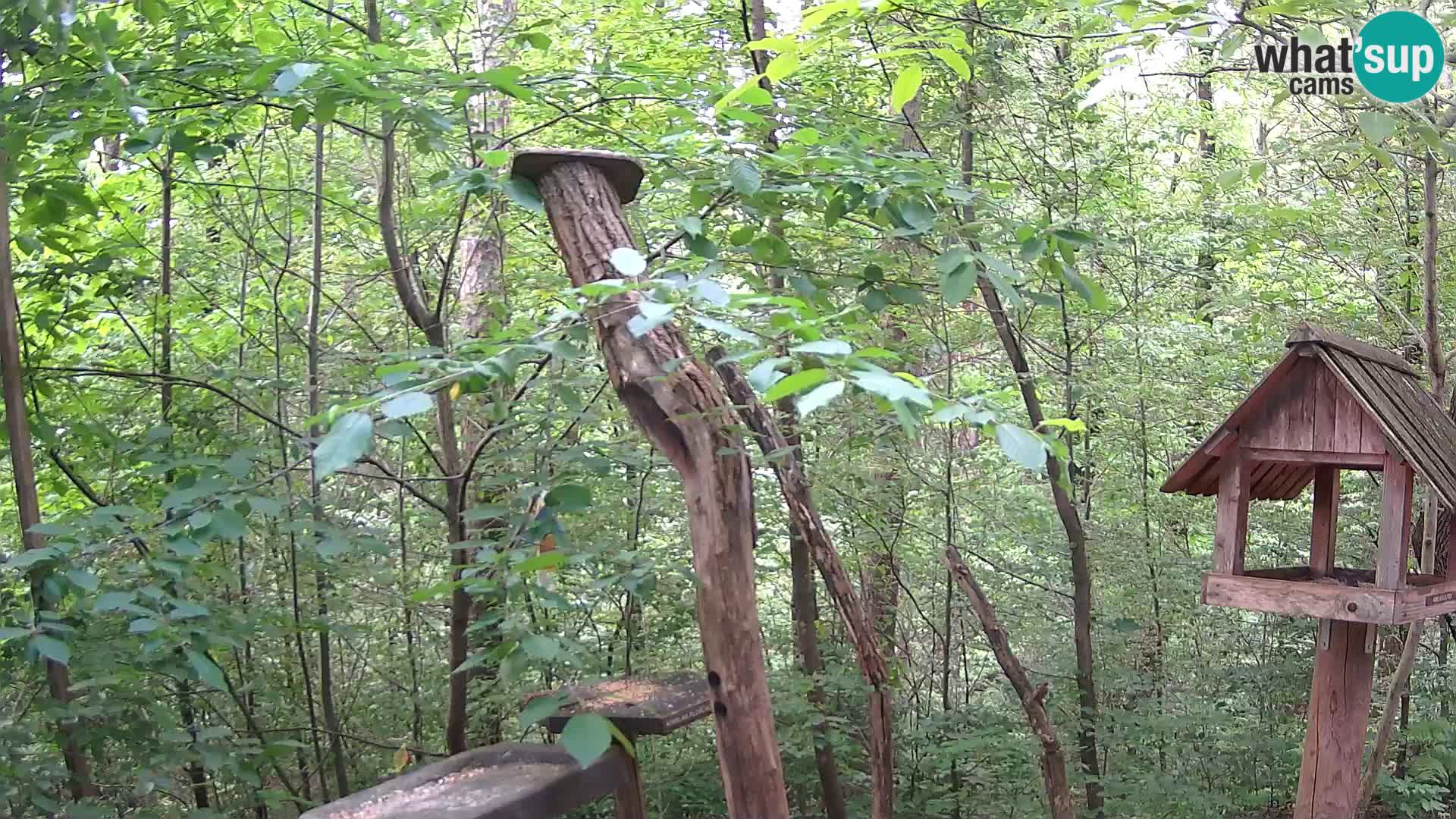 Bird feeders at ZOO Ljubljana webcam