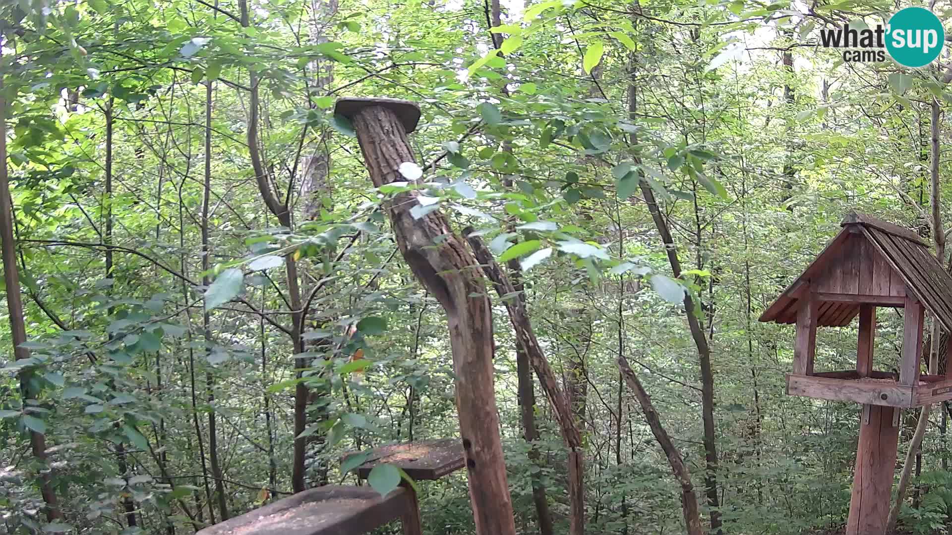 Mangeoires pour oiseaux au ZOO live webcam Ljubljana