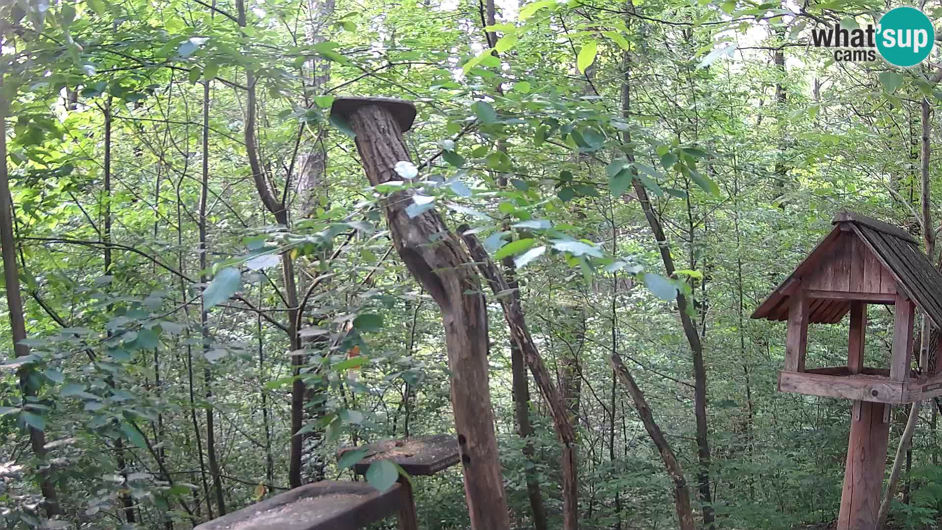 Vogelfutterhäuschen im ZOO webcam Ljubljana