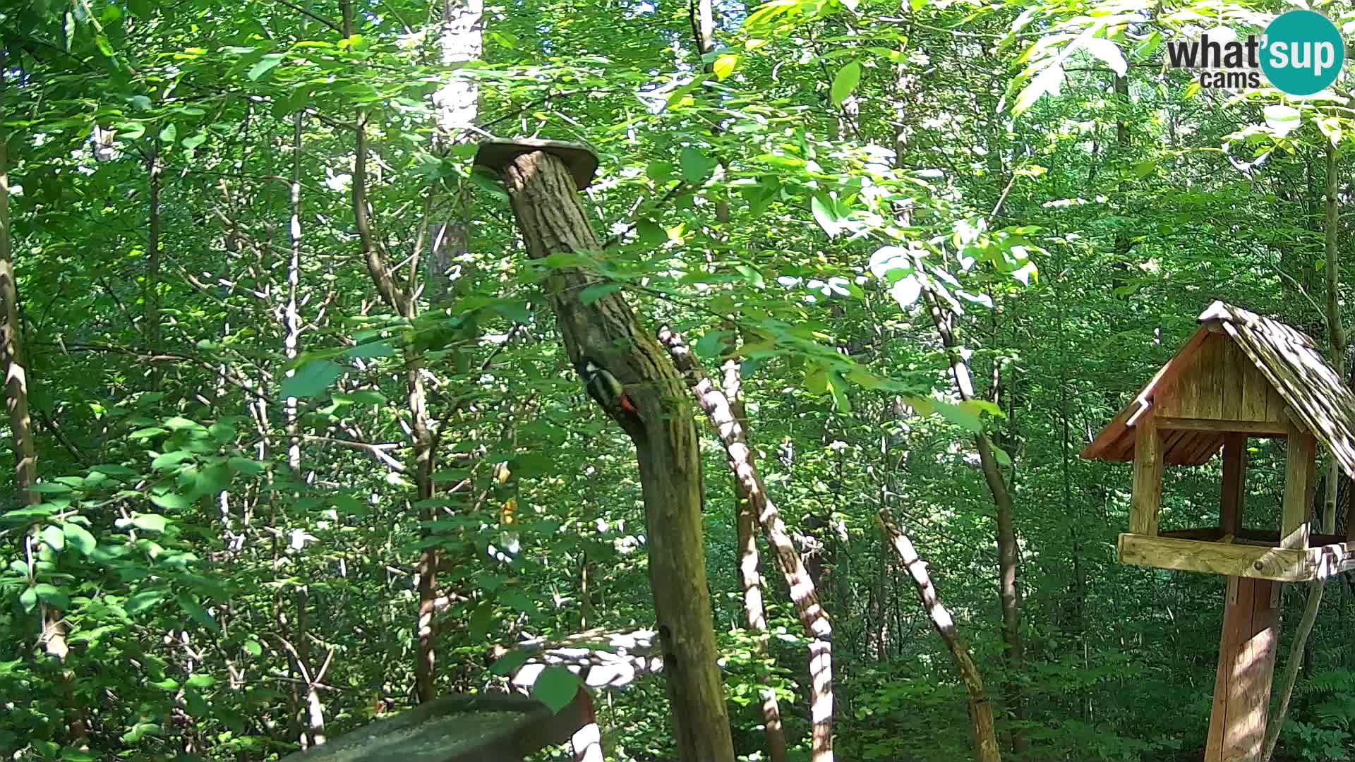 Bird feeders at ZOO Ljubljana webcam