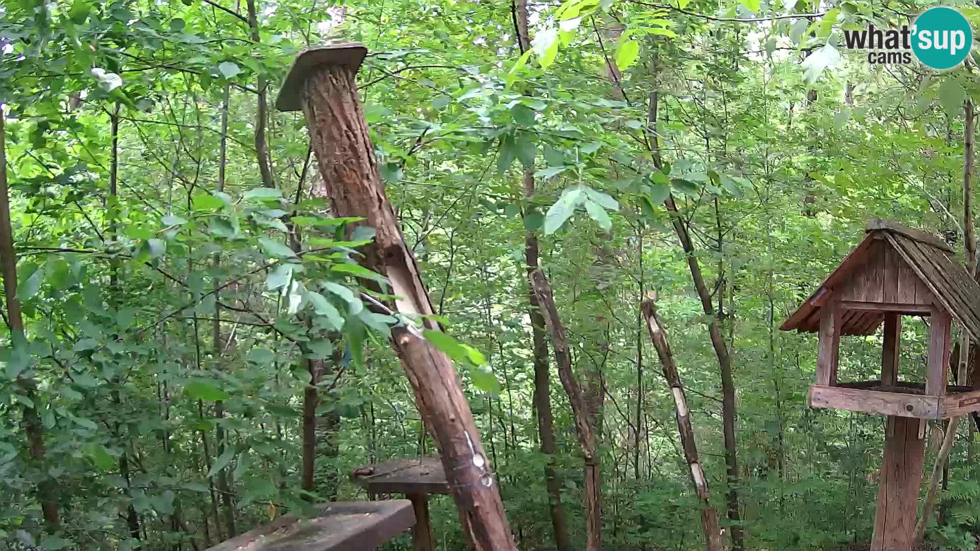 Mangiatoie per uccelli allo ZOO di Lubiana livecam