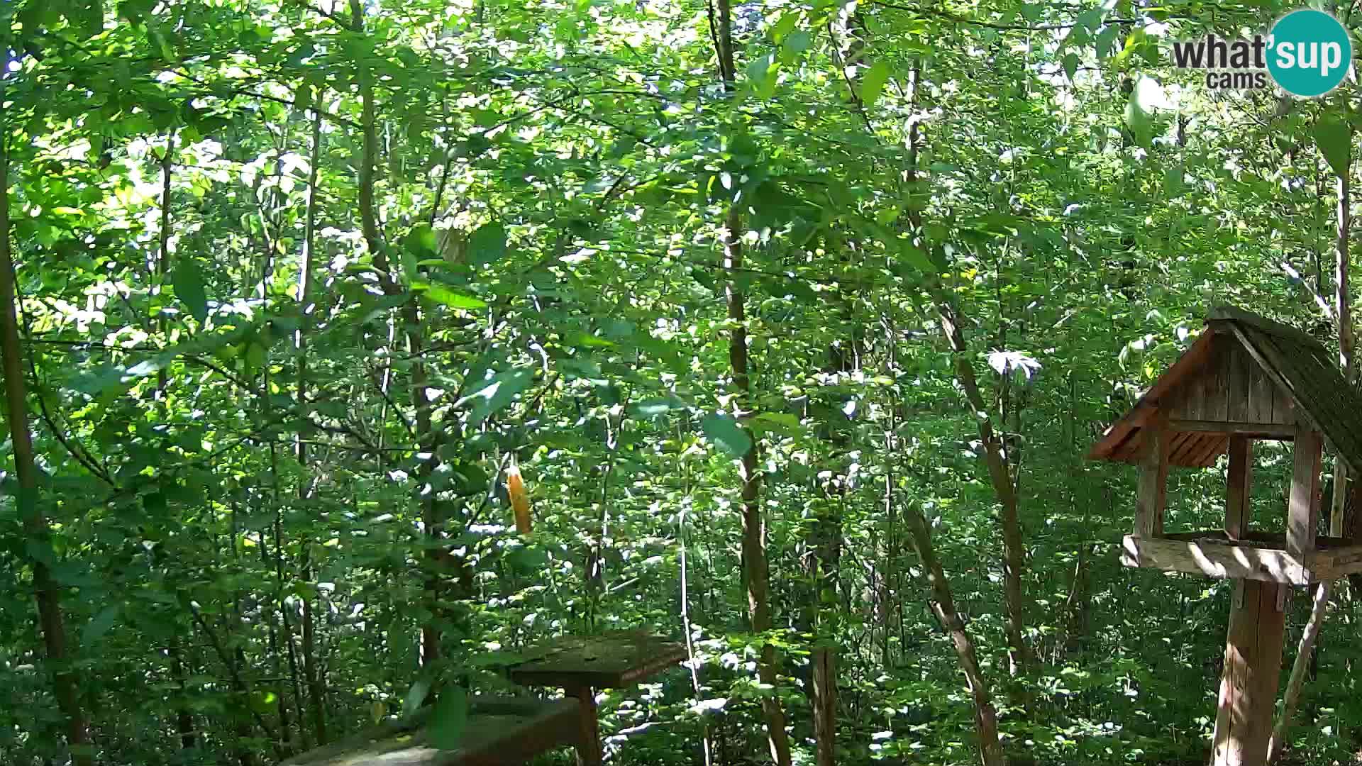 Vogelfutterhäuschen im ZOO webcam Ljubljana