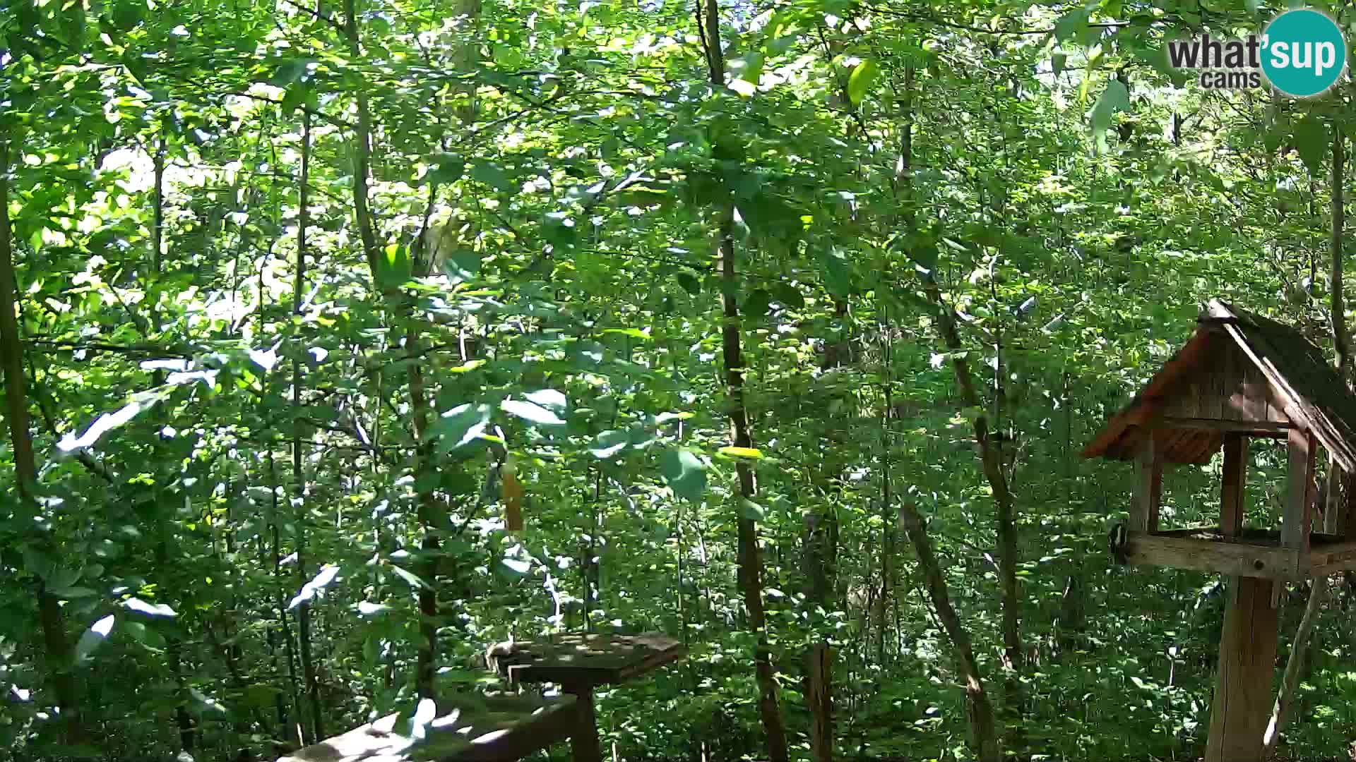 Comederos para pájaros en ZOO Ljubljana camera en vivo