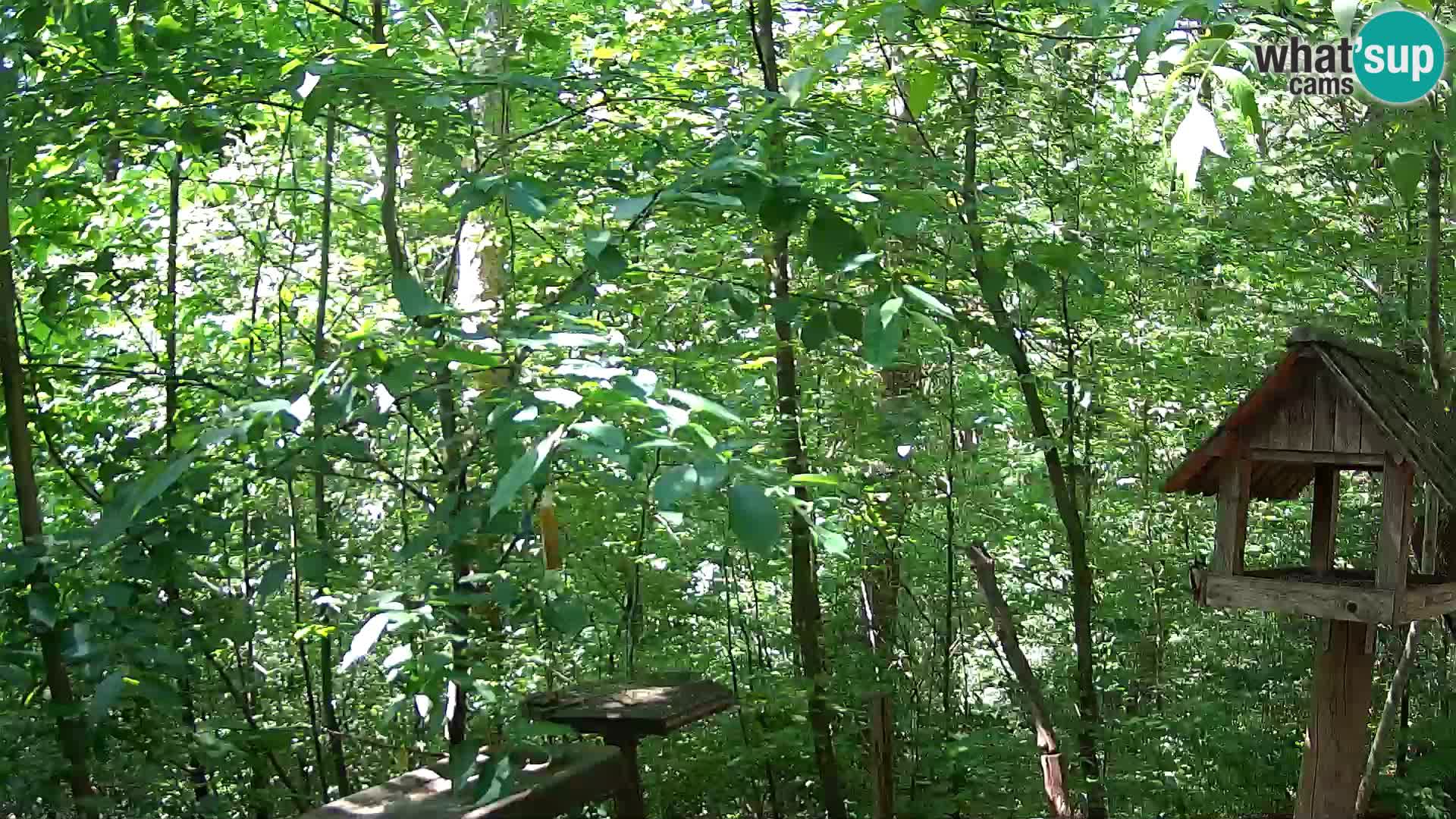 Mangeoires pour oiseaux au ZOO live webcam Ljubljana
