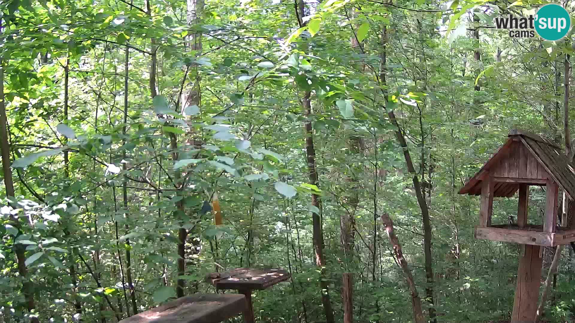 Bird feeders at ZOO Ljubljana webcam