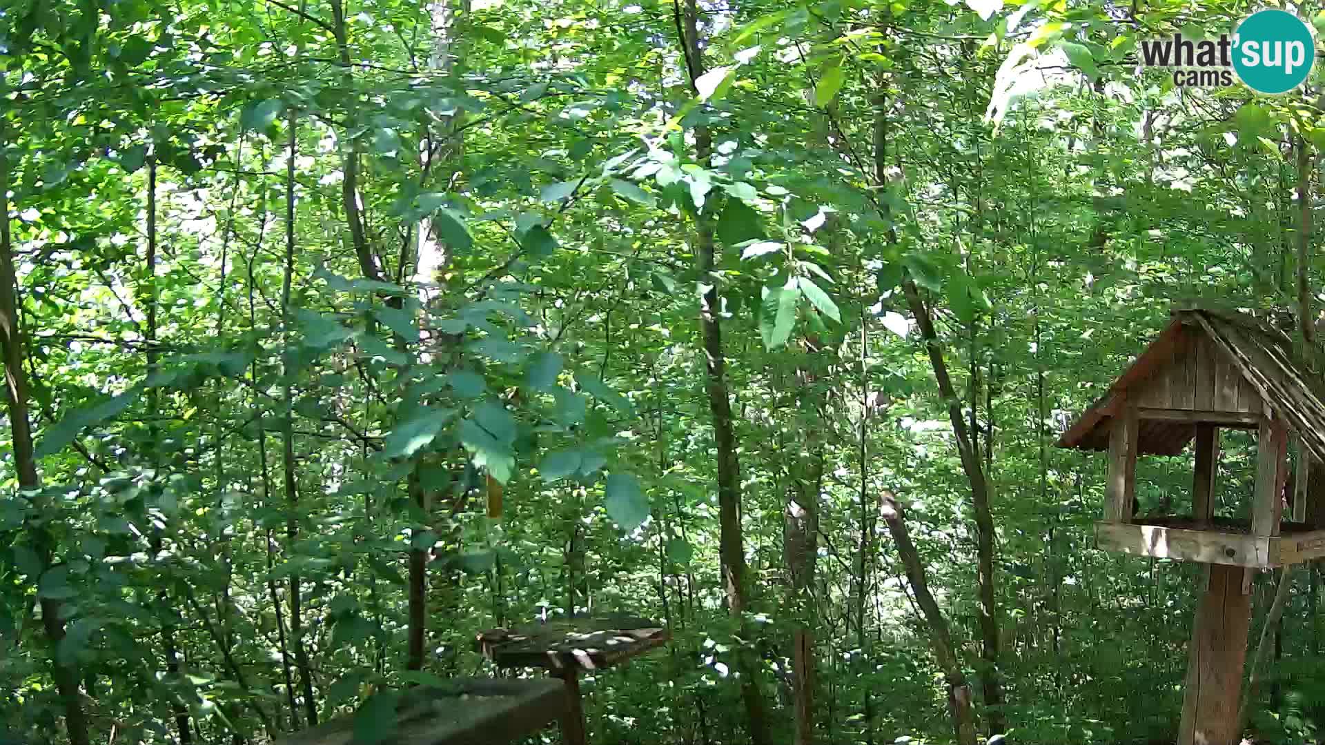 Krmilnice za ptiče v ZOO Ljubljana spletna kamera
