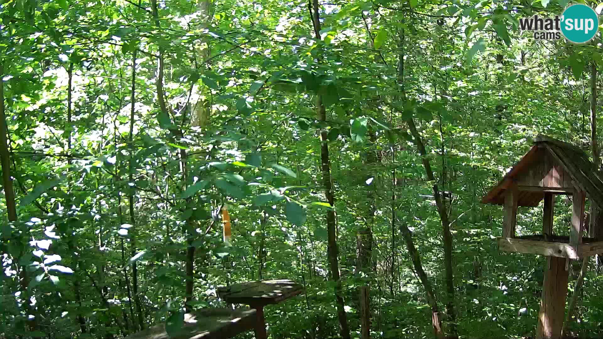 Bird feeders at ZOO Ljubljana webcam