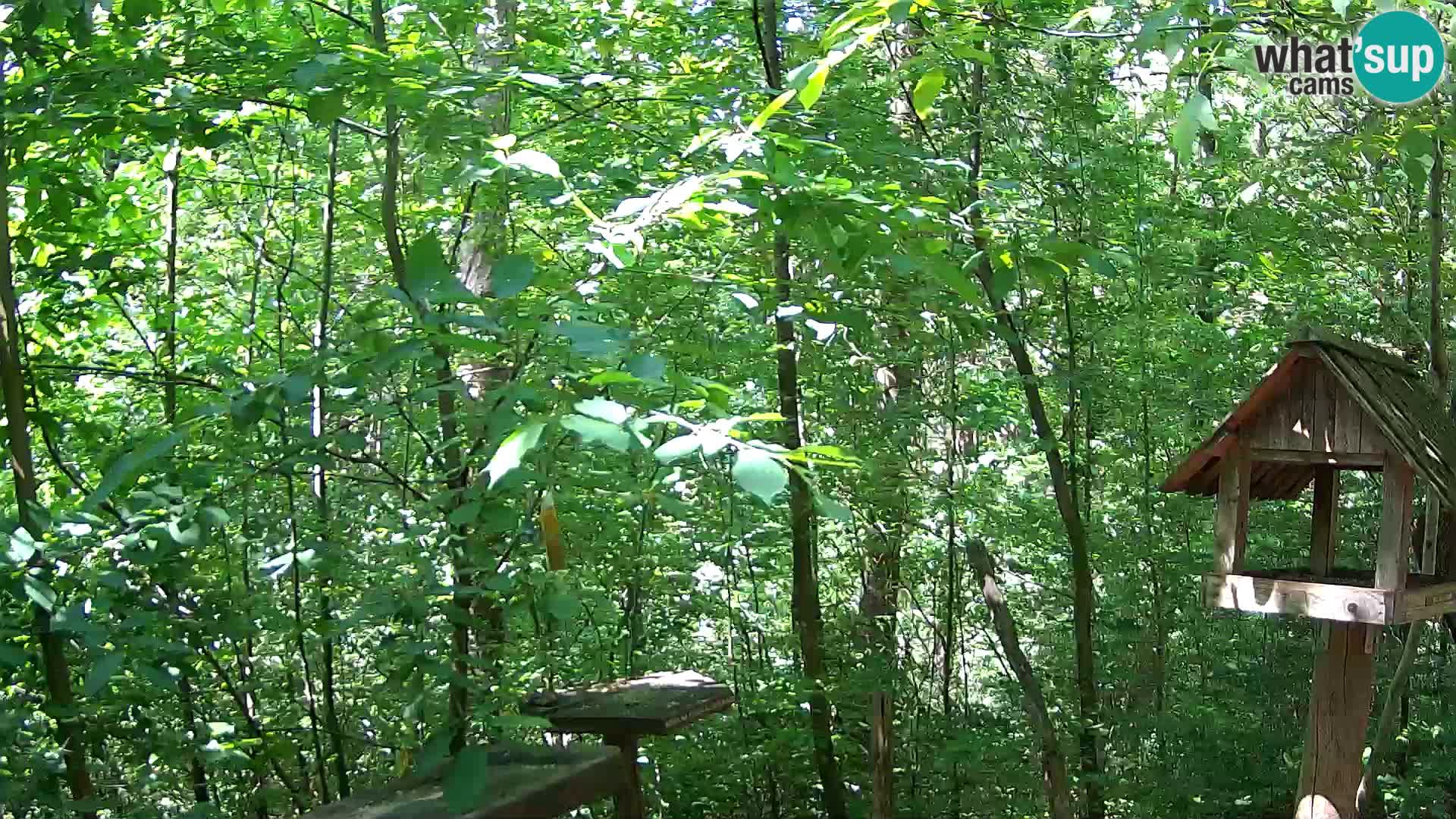 Comederos para pájaros en ZOO Ljubljana camera en vivo