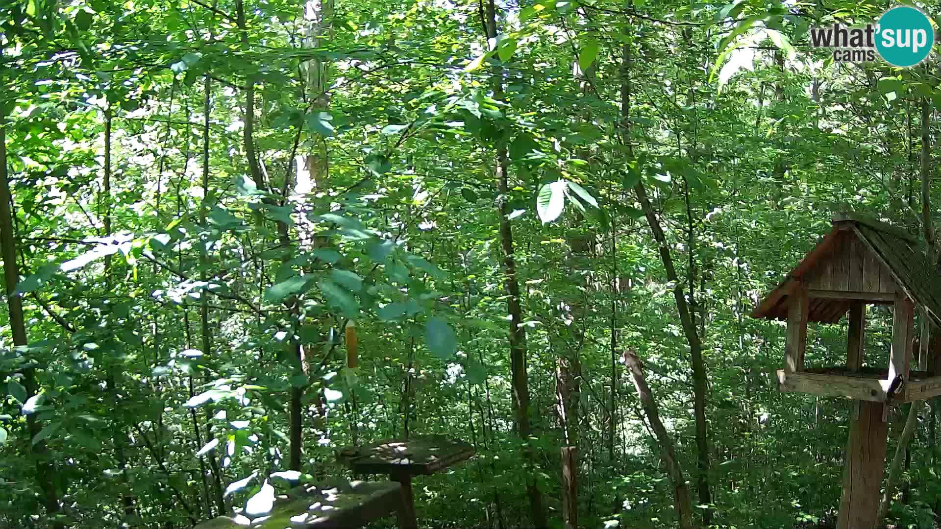 Comederos para pájaros en ZOO Ljubljana camera en vivo