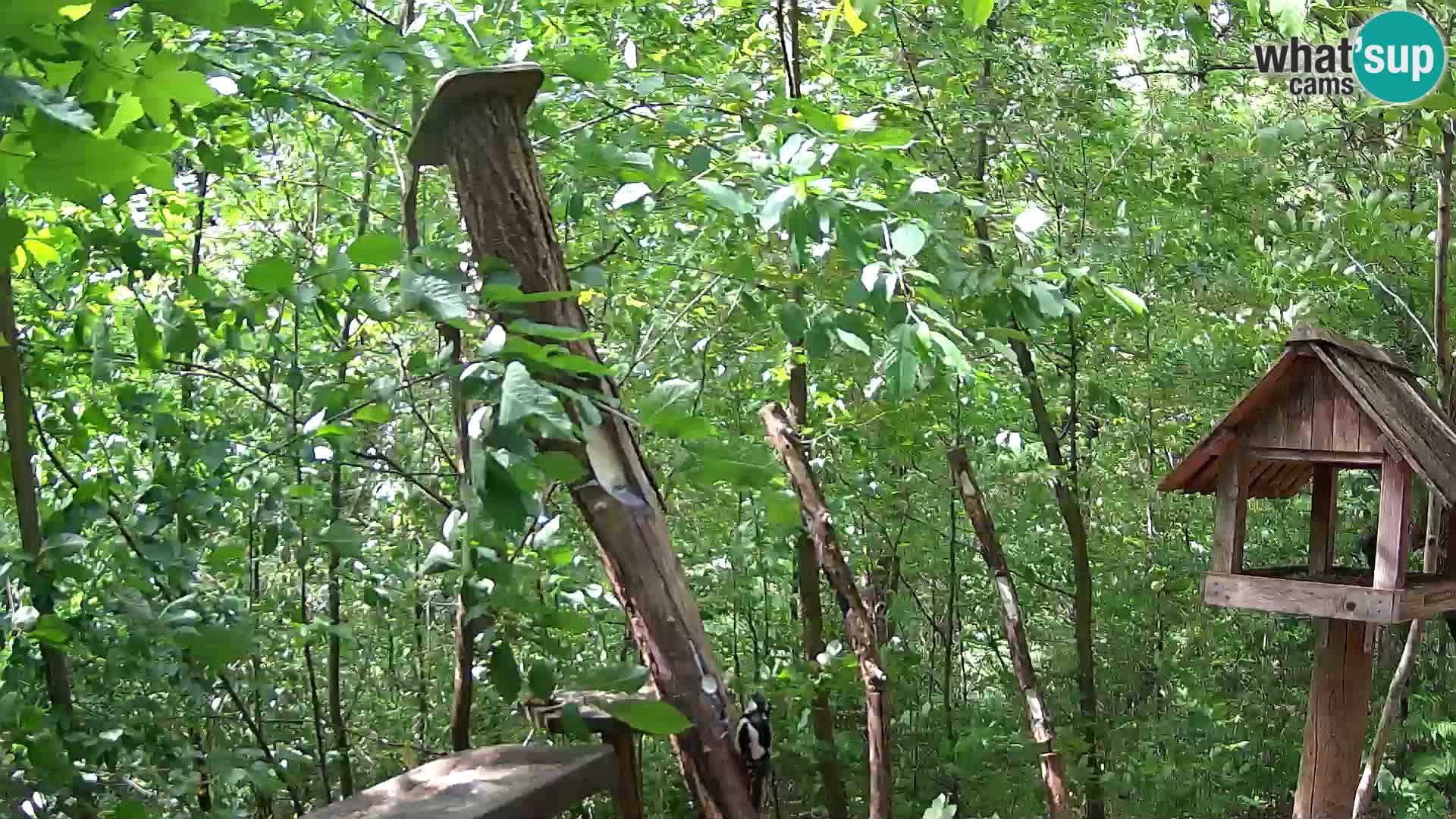 Comederos para pájaros en ZOO Ljubljana camera en vivo
