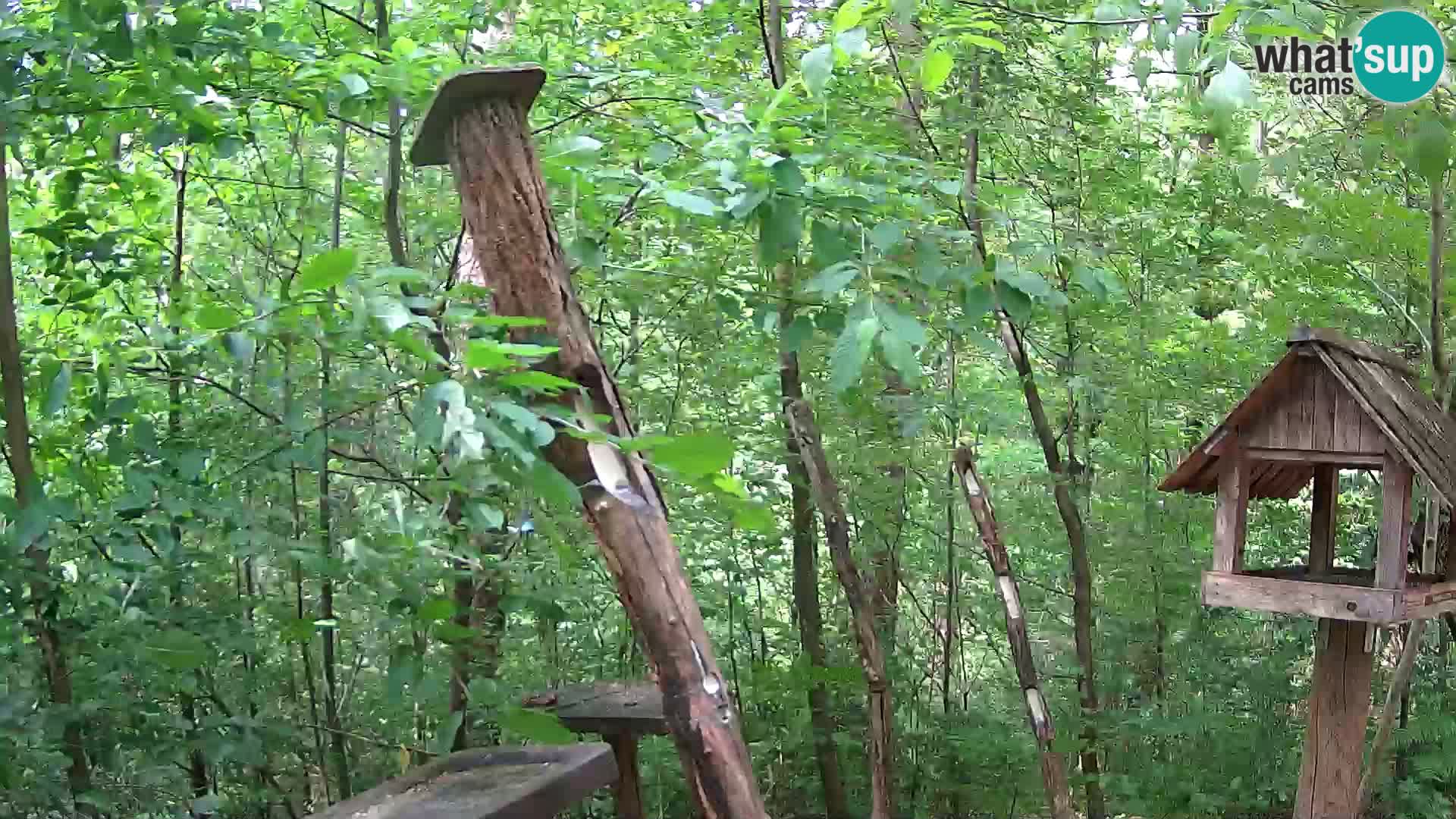 Vogelfutterhäuschen im ZOO webcam Ljubljana