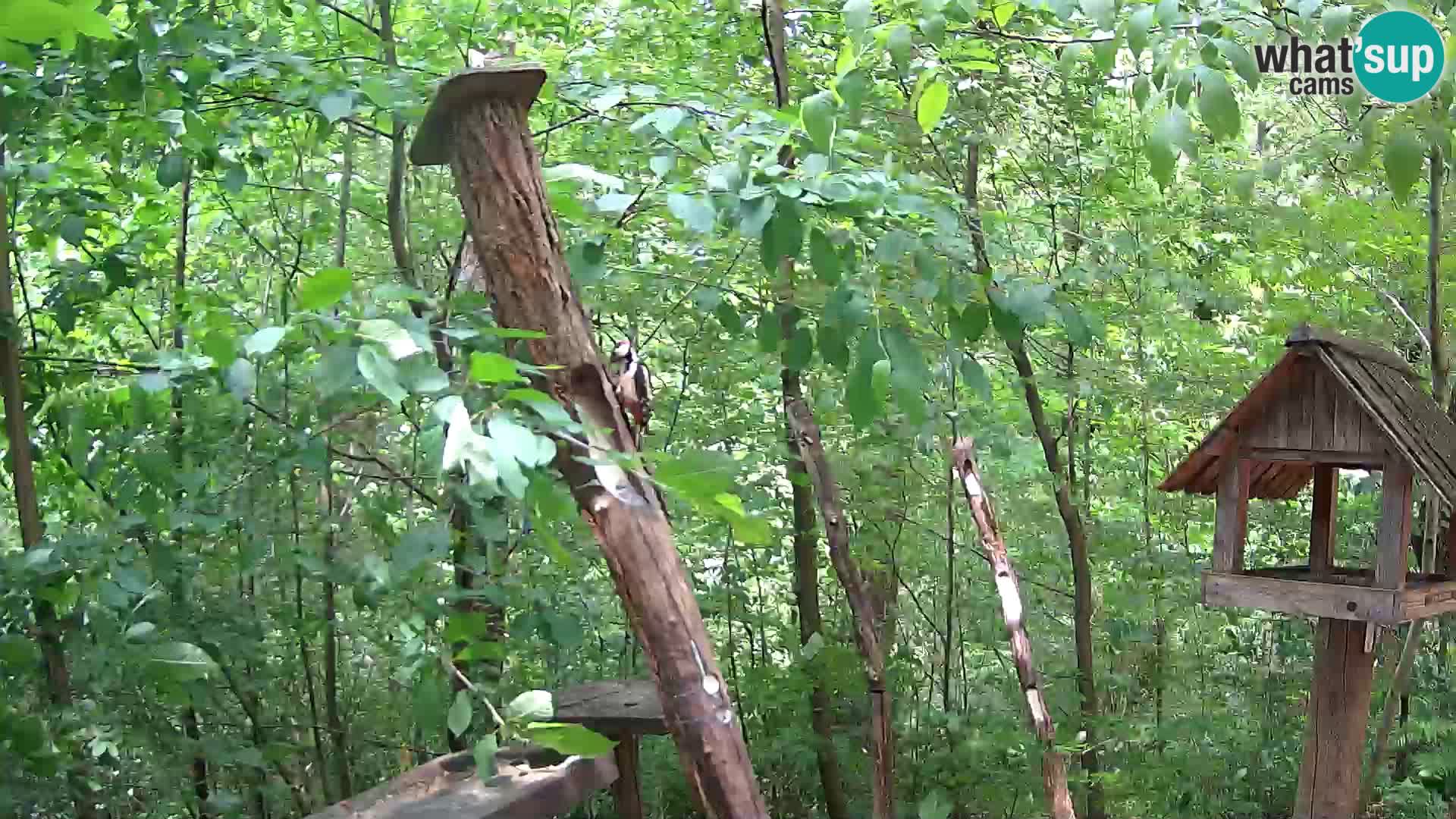 Vogelfutterhäuschen im ZOO webcam Ljubljana
