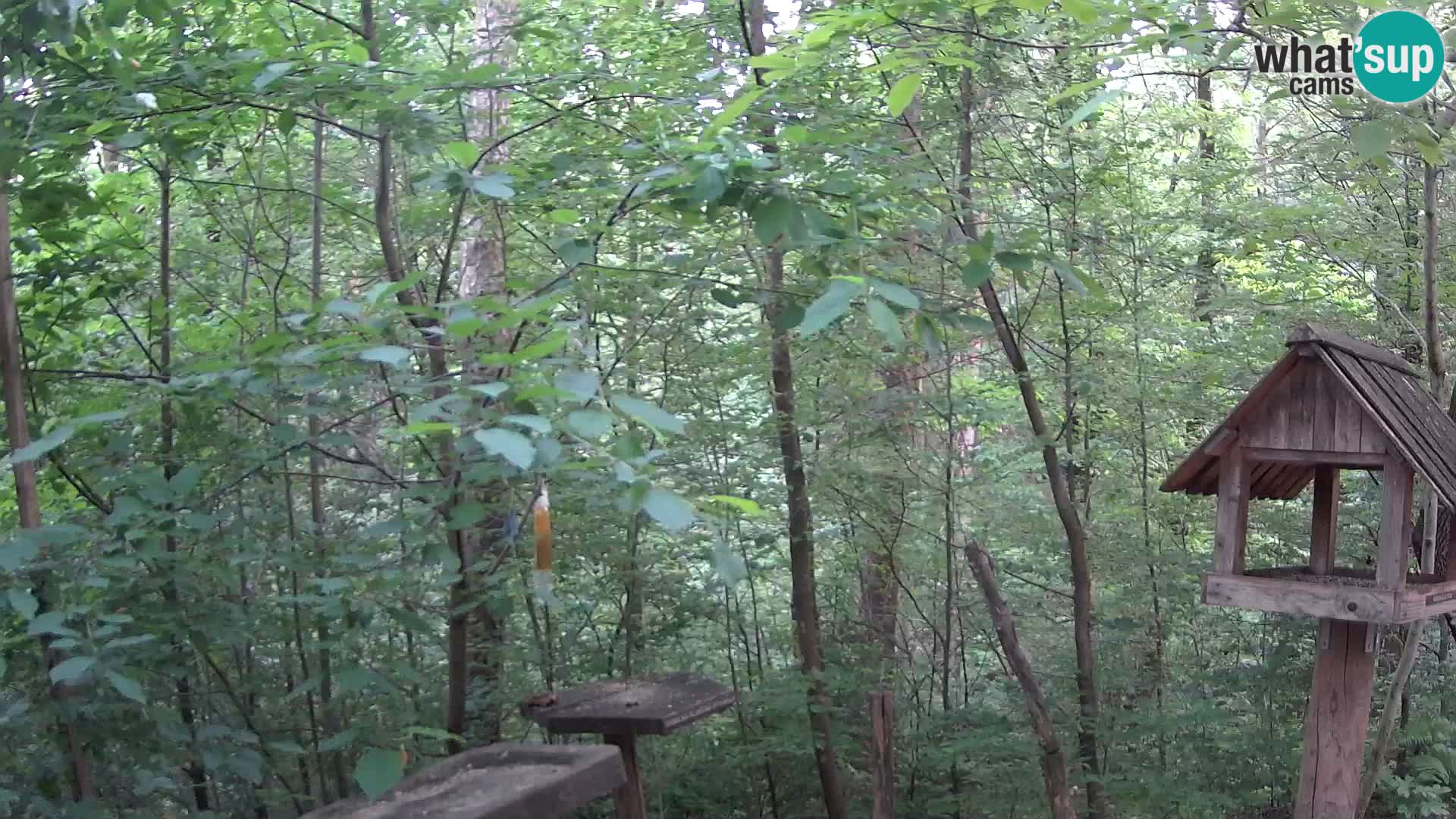 Bird feeders at ZOO Ljubljana webcam