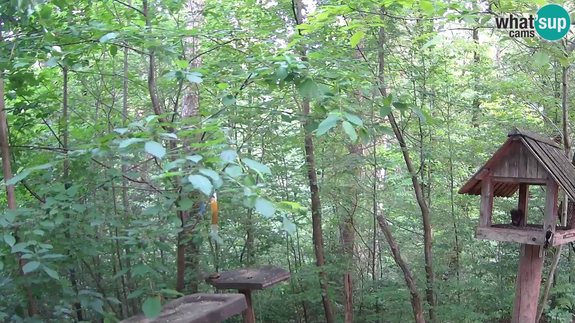 Bird feeders at ZOO Ljubljana webcam