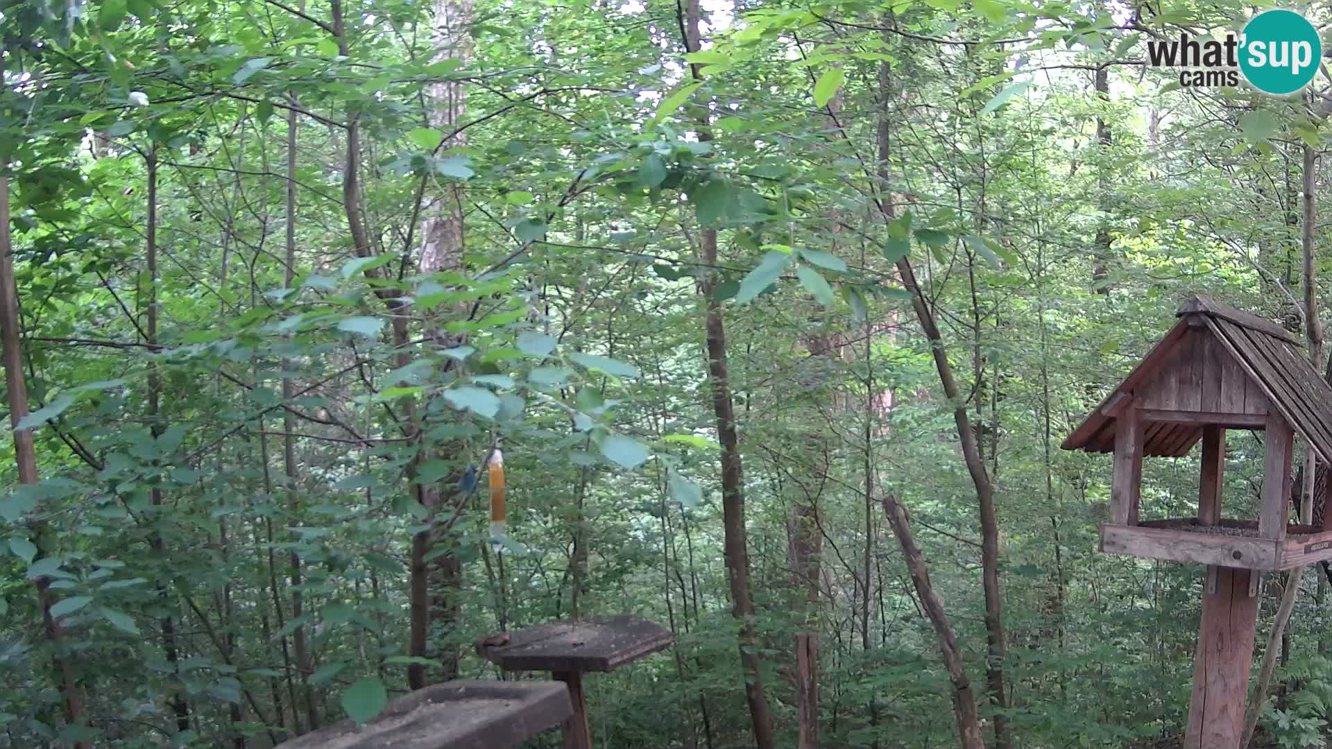 Comederos para pájaros en ZOO Ljubljana camera en vivo