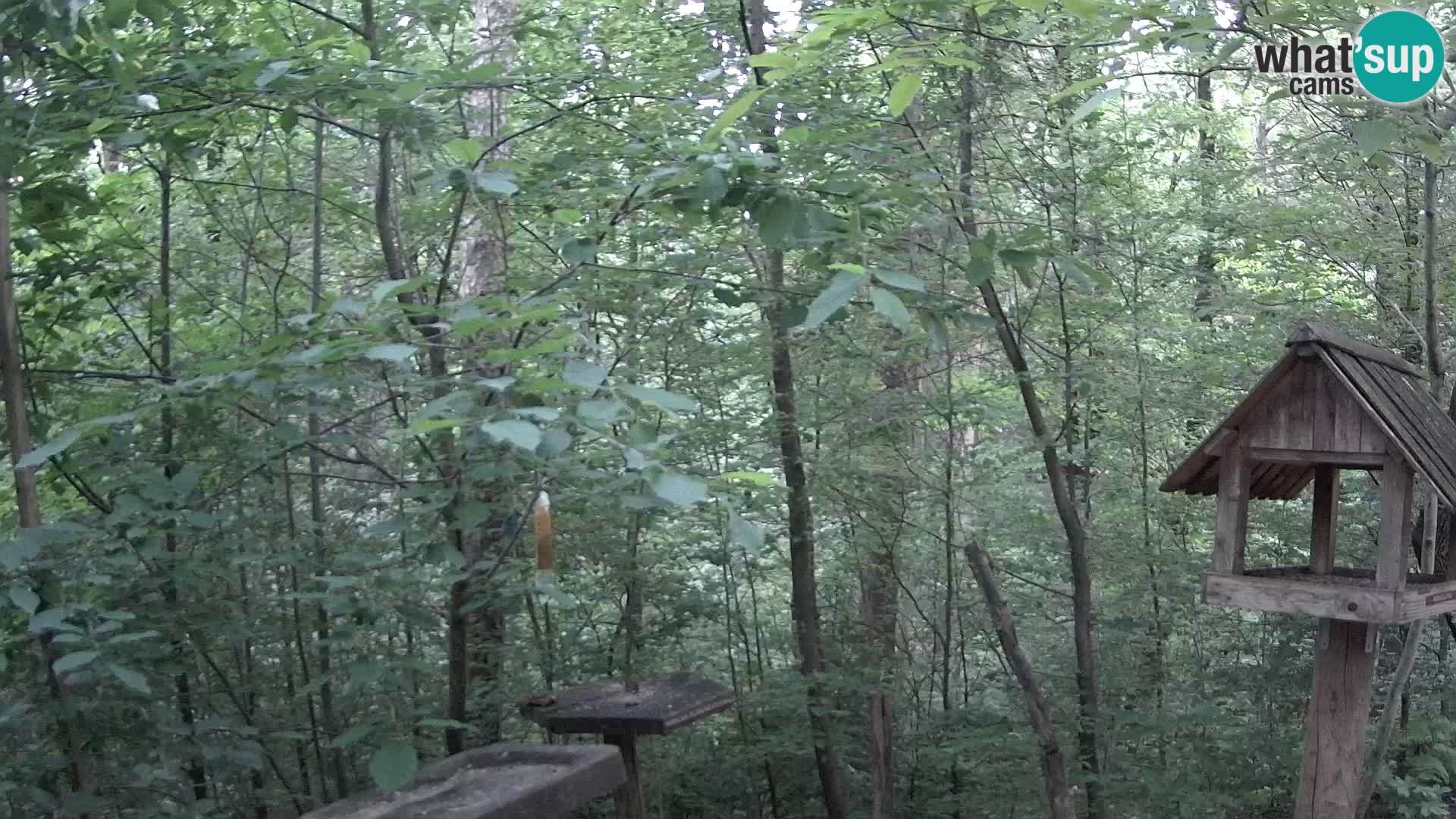 Bird feeders at ZOO Ljubljana webcam