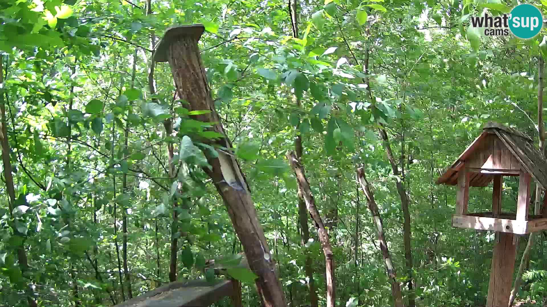 Bird feeders at ZOO Ljubljana webcam