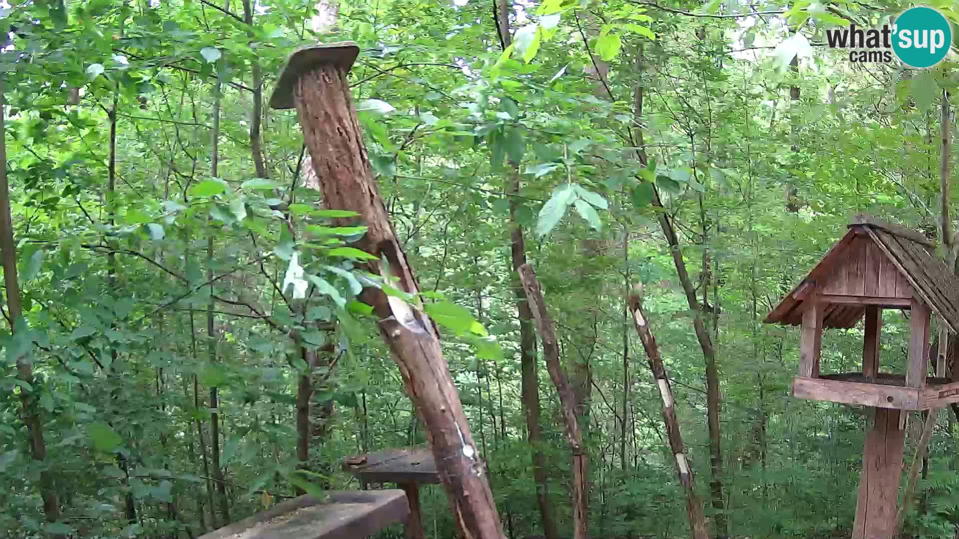 Mangiatoie per uccelli allo ZOO di Lubiana livecam