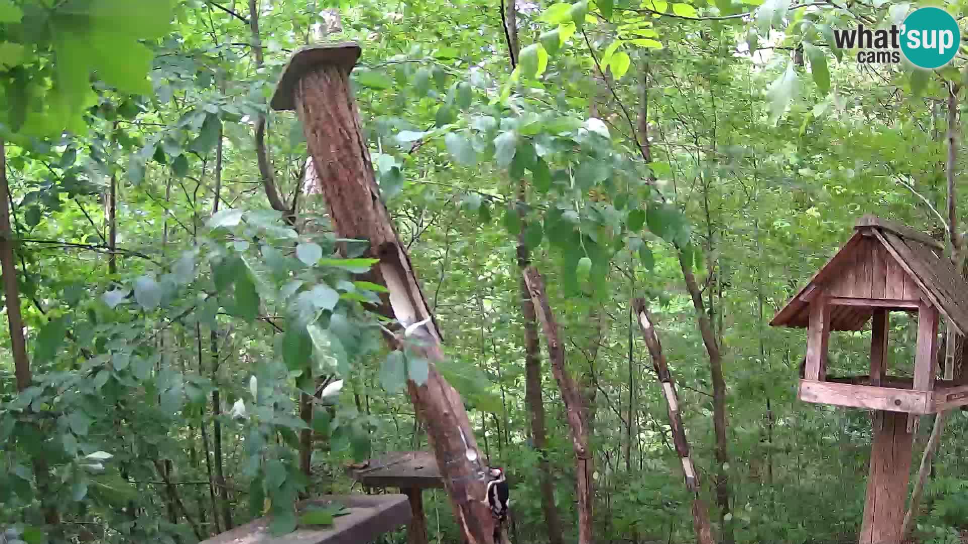 Bird feeders at ZOO Ljubljana webcam