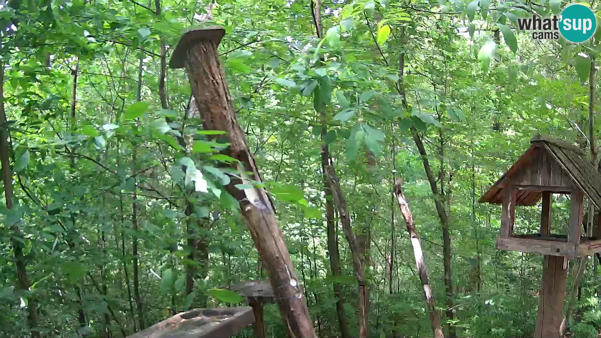 Bird feeders at ZOO Ljubljana webcam