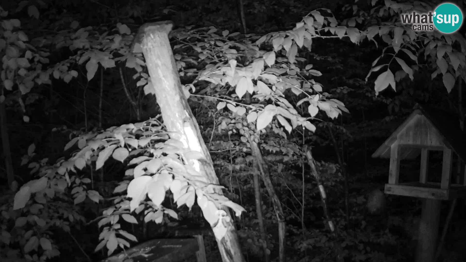 Bird feeders at ZOO Ljubljana webcam