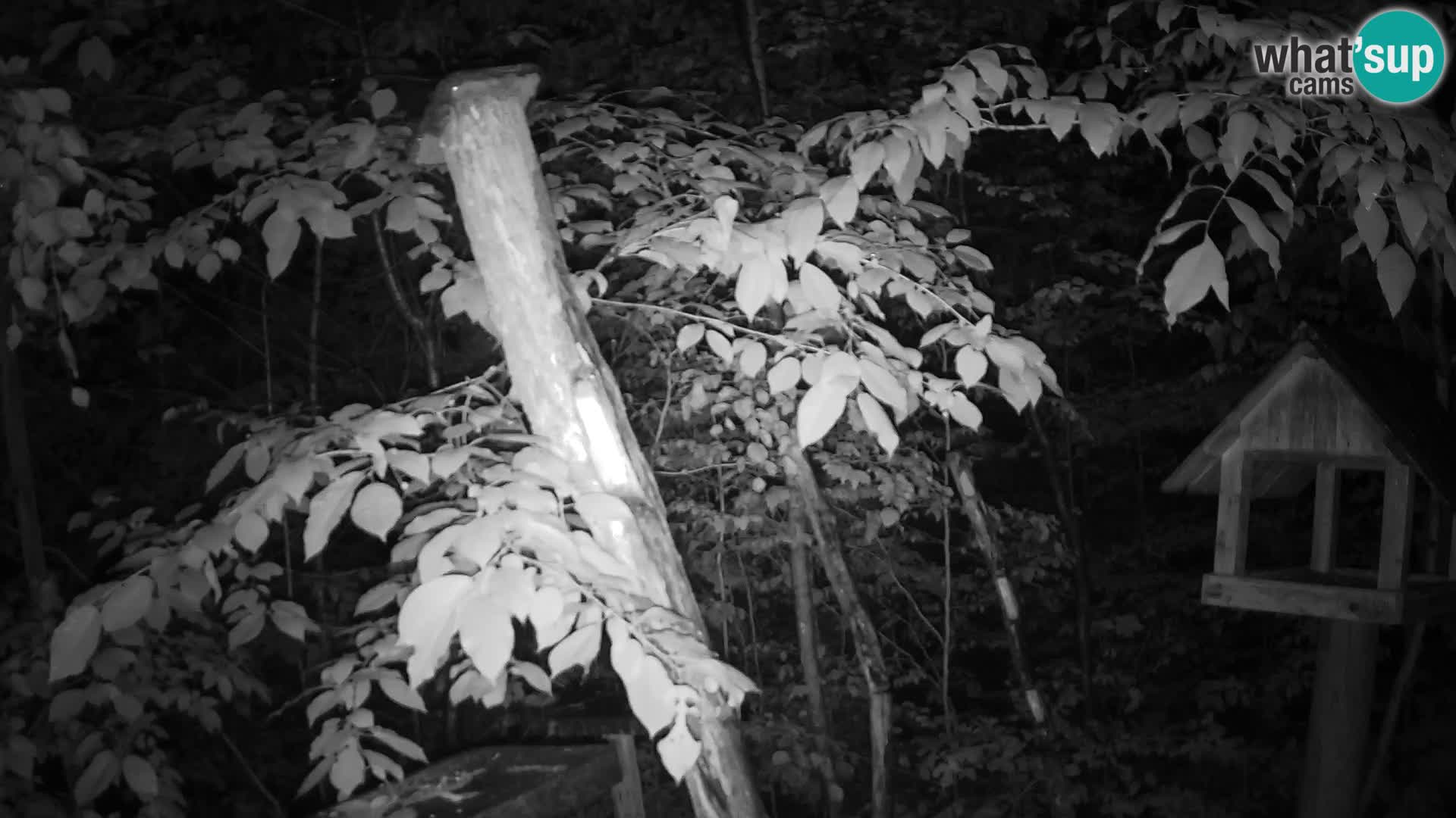 Bird feeders at ZOO Ljubljana webcam